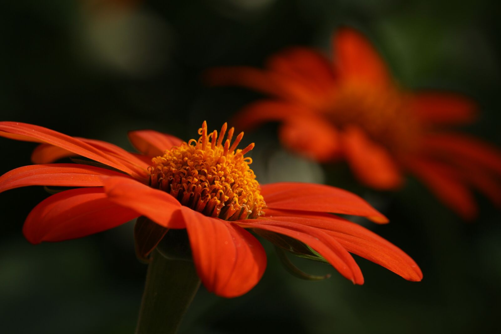 Canon EOS 700D (EOS Rebel T5i / EOS Kiss X7i) + Canon EF-S 55-250mm F4-5.6 IS STM sample photo. Orange flower, flower, petals photography