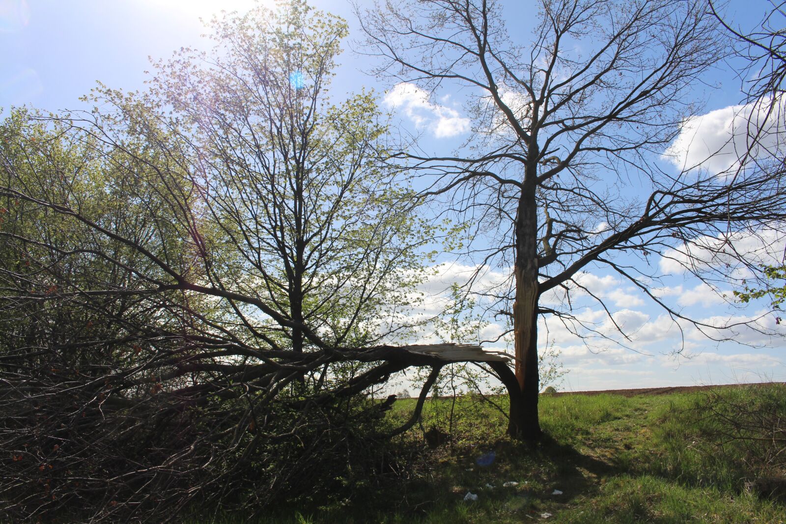 Canon EOS 700D (EOS Rebel T5i / EOS Kiss X7i) sample photo. Separation, mourning, tree photography