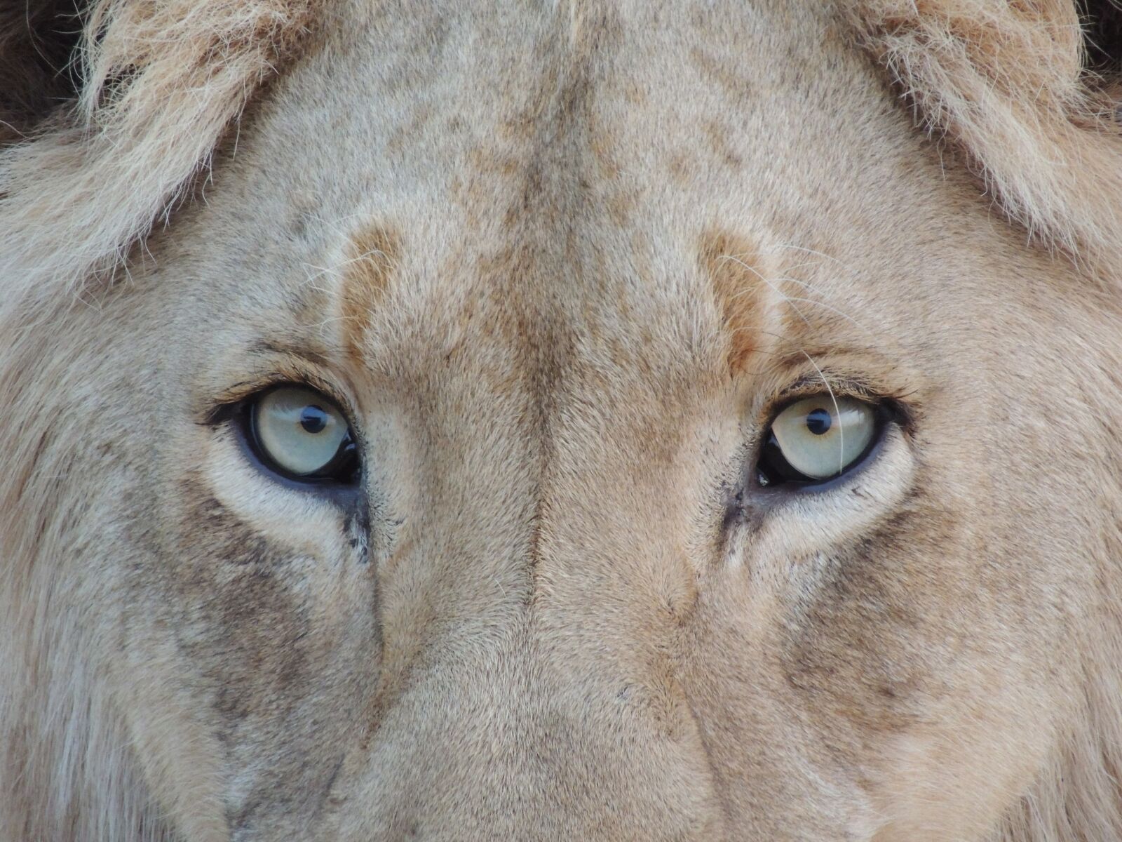 Nikon Coolpix P510 sample photo. Animal, big cat, cat photography