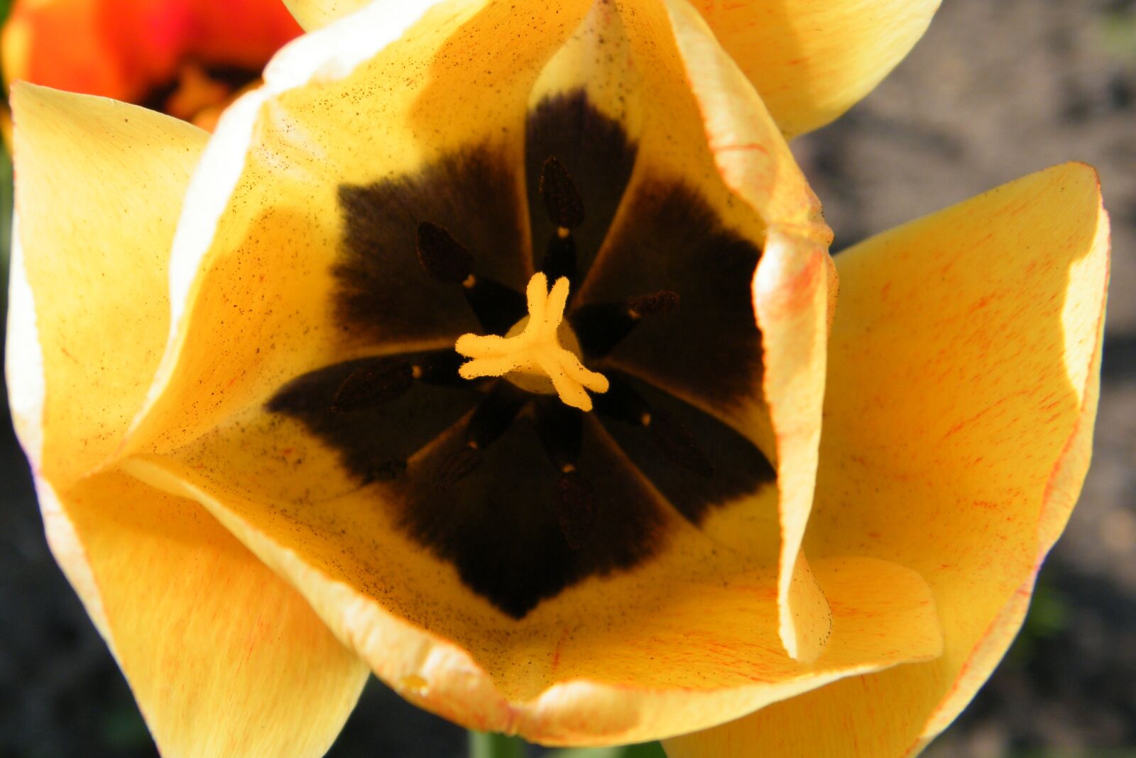 Fujifilm FinePix S2000HD sample photo. Tulip, flower, summer photography