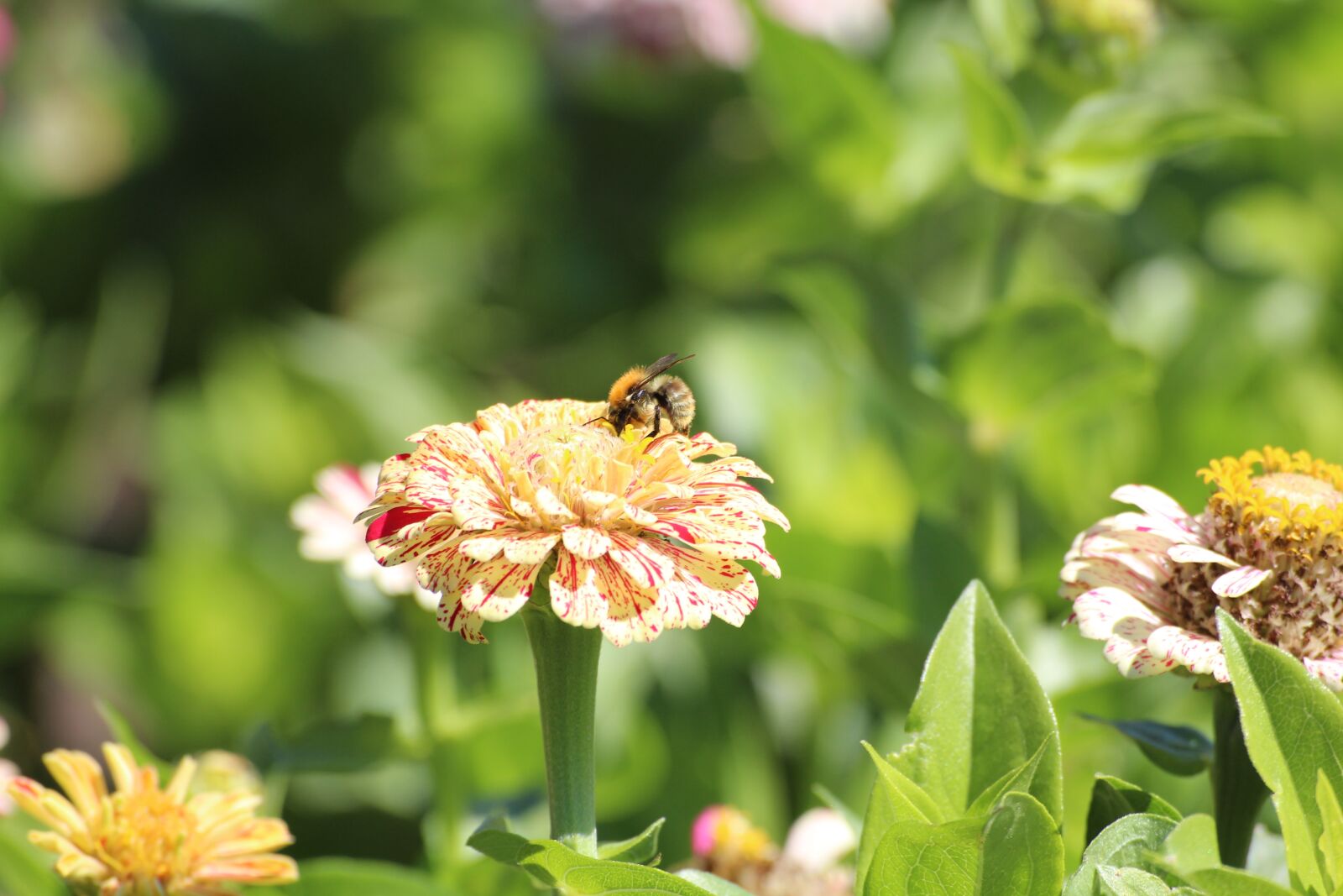 Canon EOS 1200D (EOS Rebel T5 / EOS Kiss X70 / EOS Hi) sample photo. Nature, flowers, bee photography
