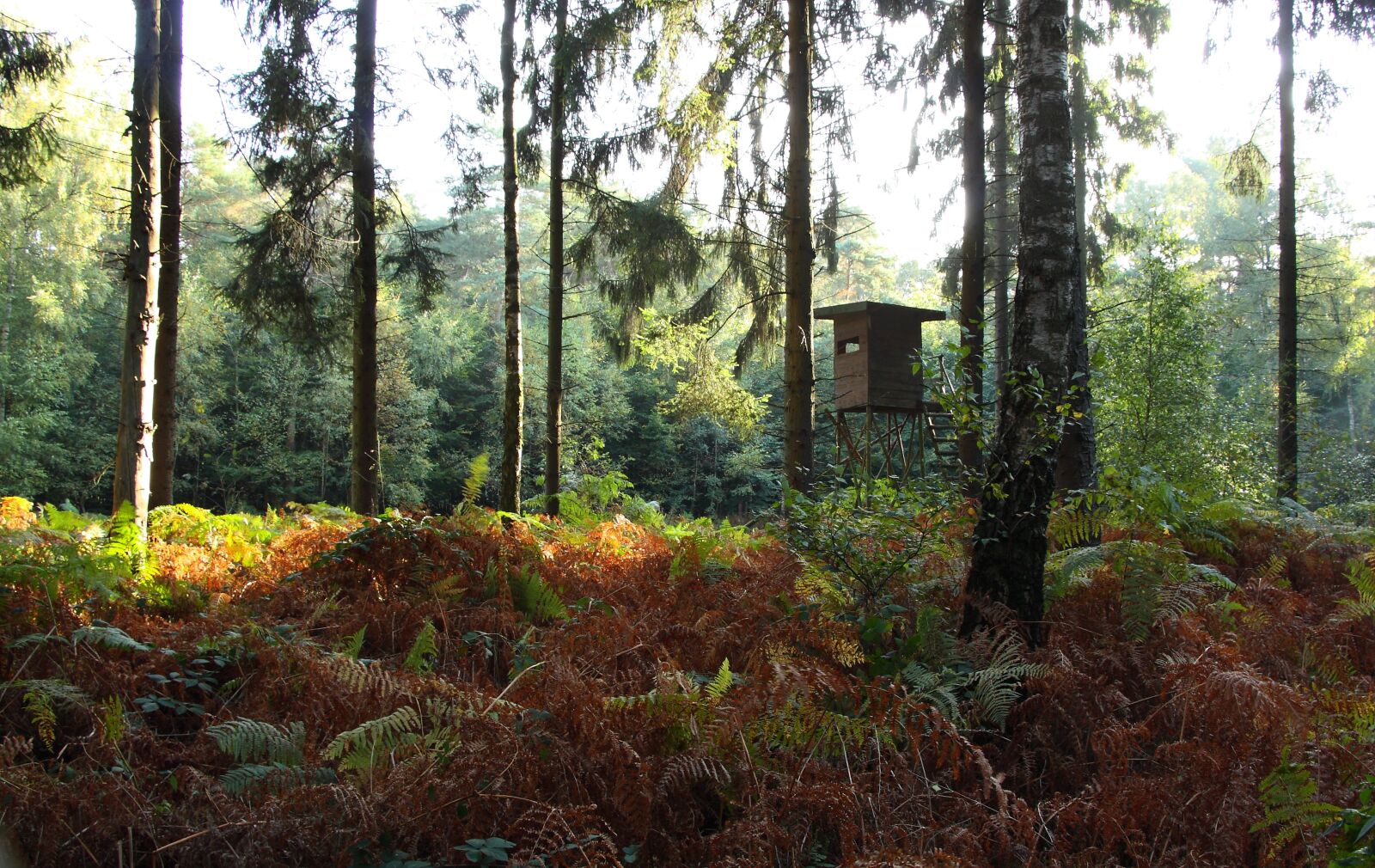 Canon EOS 450D (EOS Rebel XSi / EOS Kiss X2) sample photo. Forest, trees, autumn photography