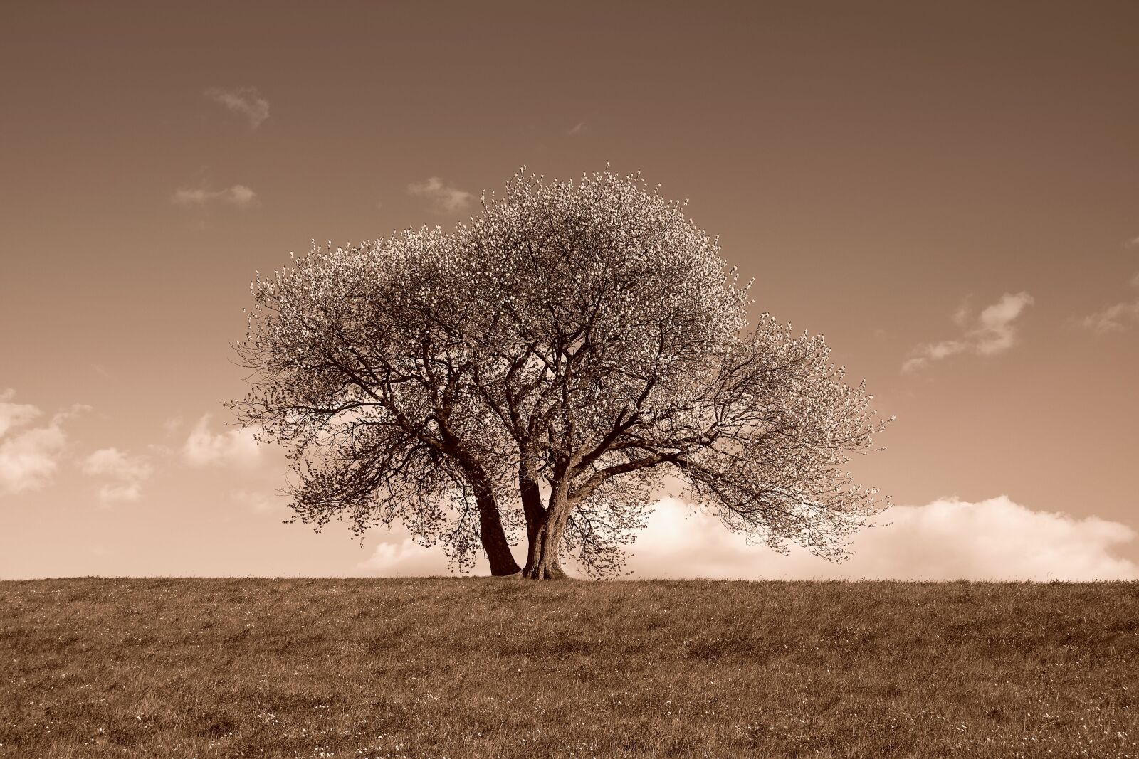Fujifilm XC 15-45mm F3.5-5.6 OIS PZ sample photo. Nature, landscape, tree photography