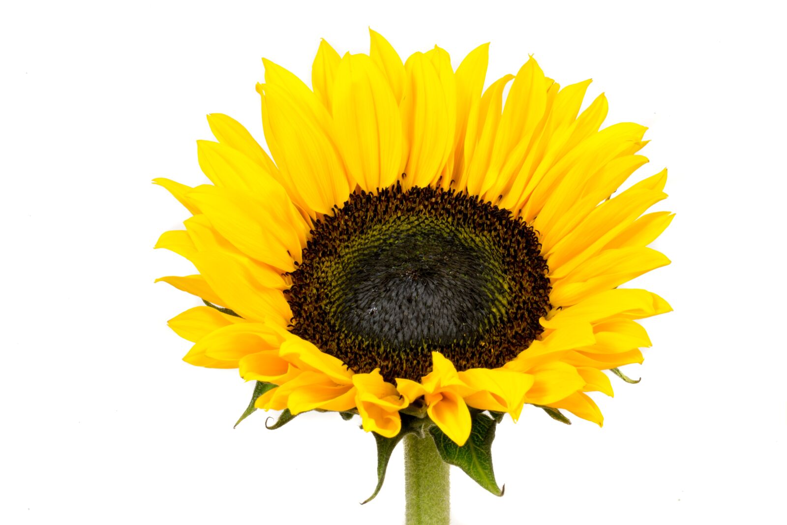 Canon EF 100mm F2.8L Macro IS USM sample photo. Sunflower, yellow, flower photography