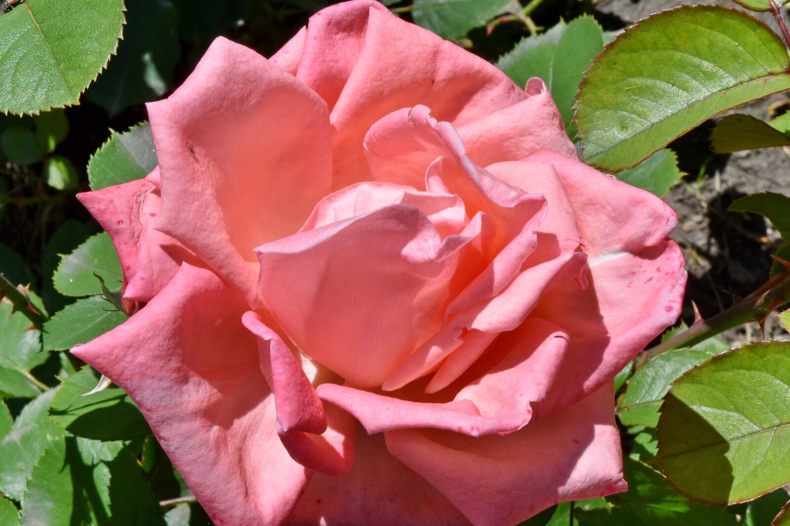 Nikon D5500 sample photo. Flower garden, pinkish, roses photography