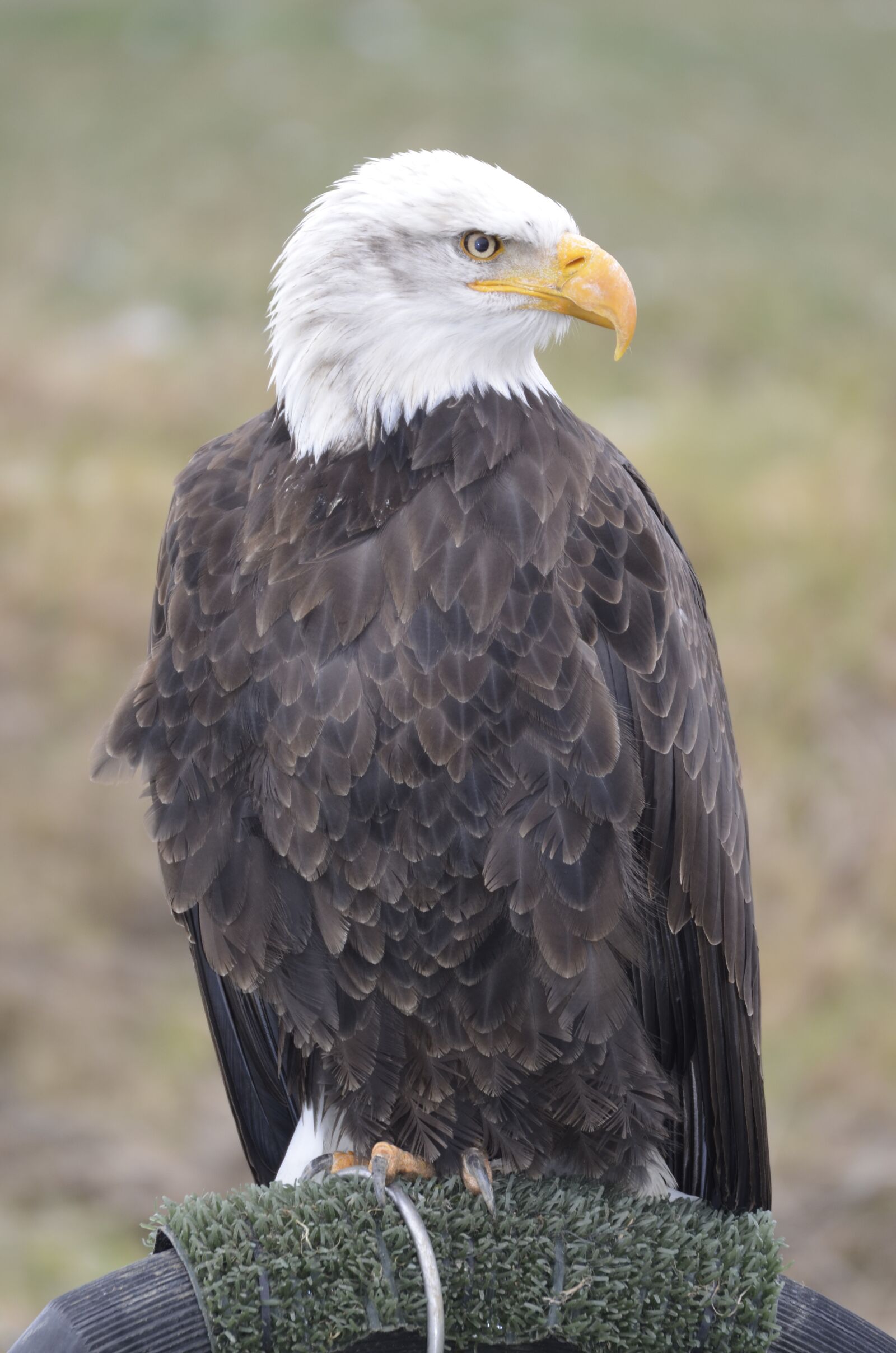 Nikon D5100 sample photo. White tailed eagle, eagle photography