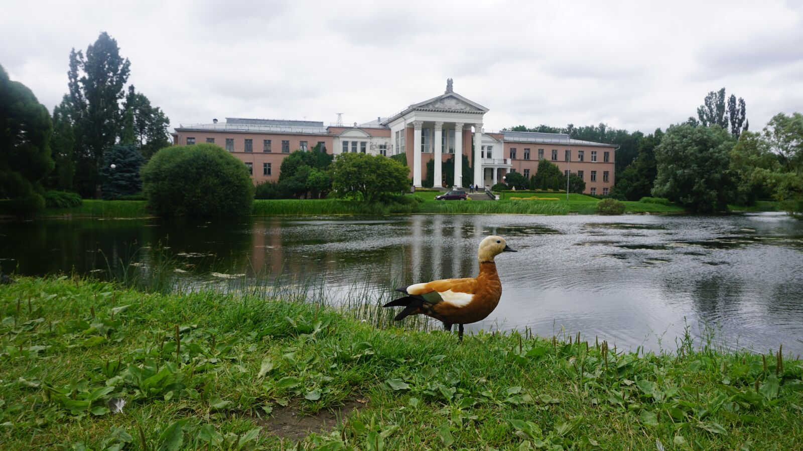 Sony a6000 sample photo. Art, duck, b photography