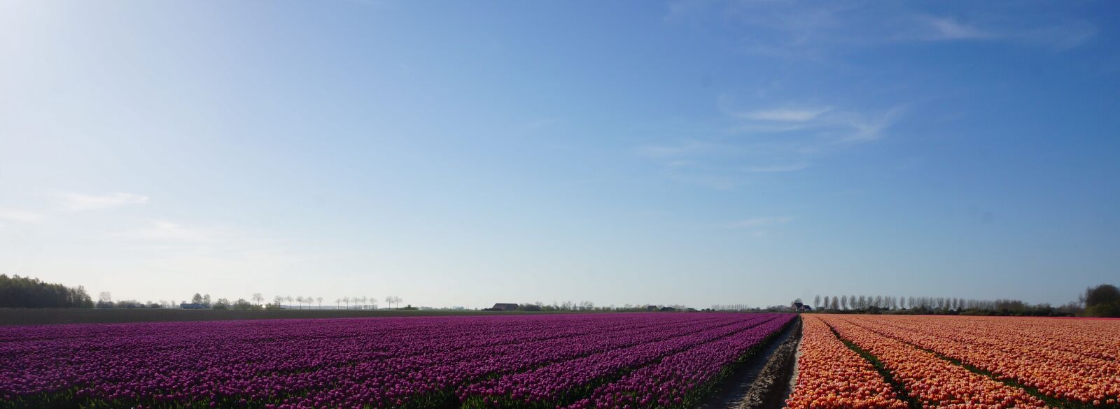 Sony Alpha NEX-3N sample photo. Flowers, tulips photography