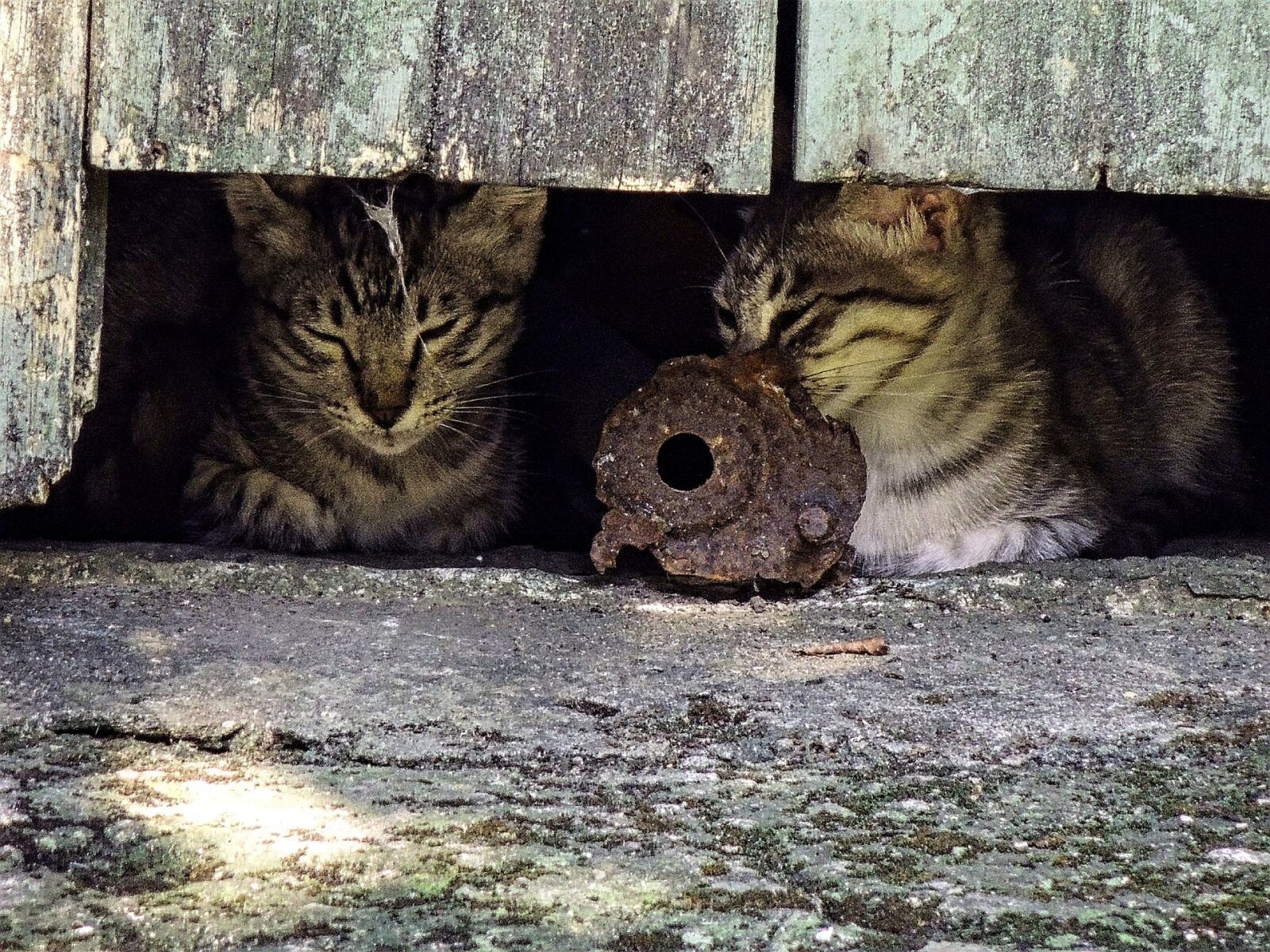 Nikon Coolpix P510 sample photo. Feral cats, relaxing, looking photography