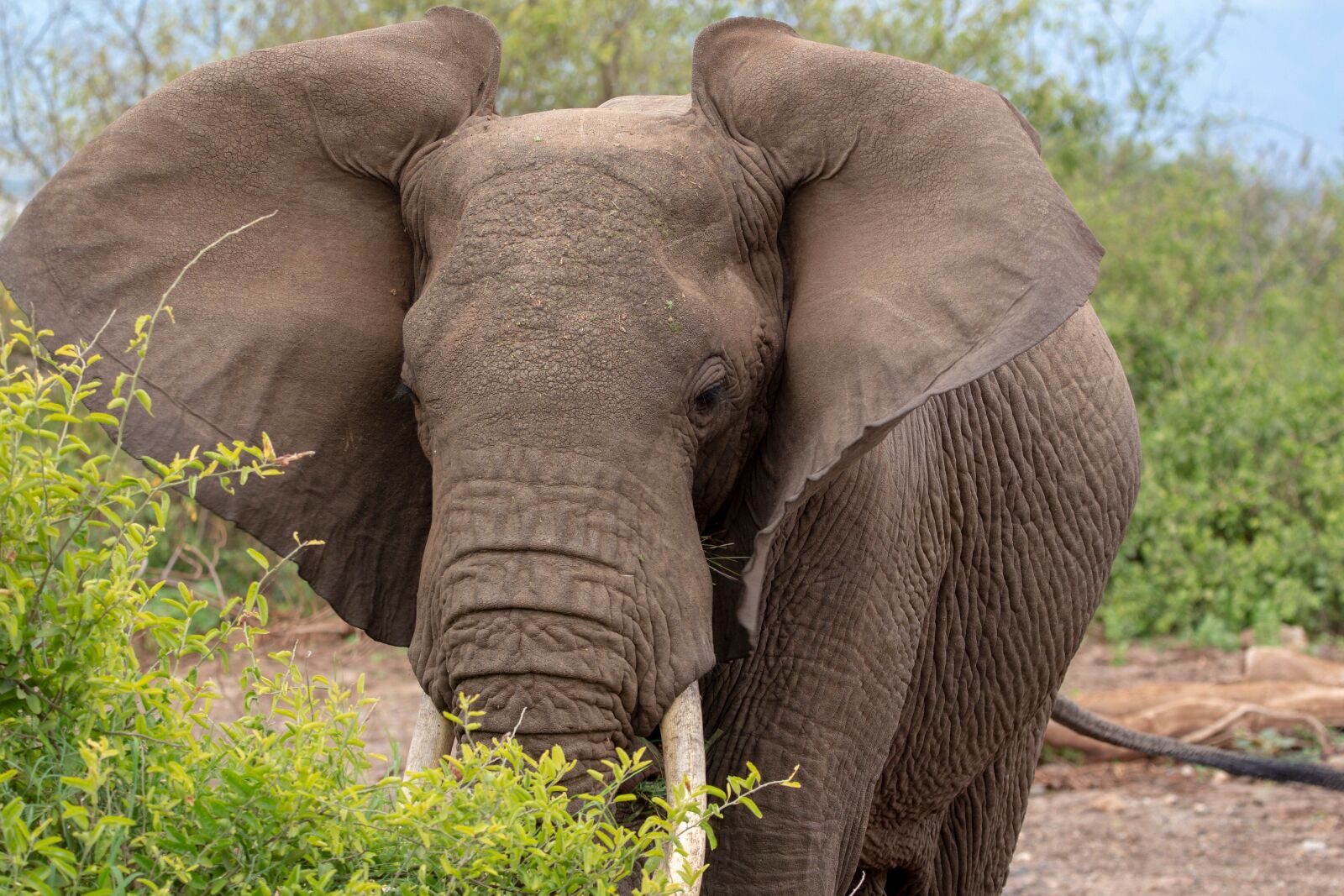 150-600mm F5-6.3 DG OS HSM | Contemporary 015 sample photo. Elephant, ears, serengeti photography