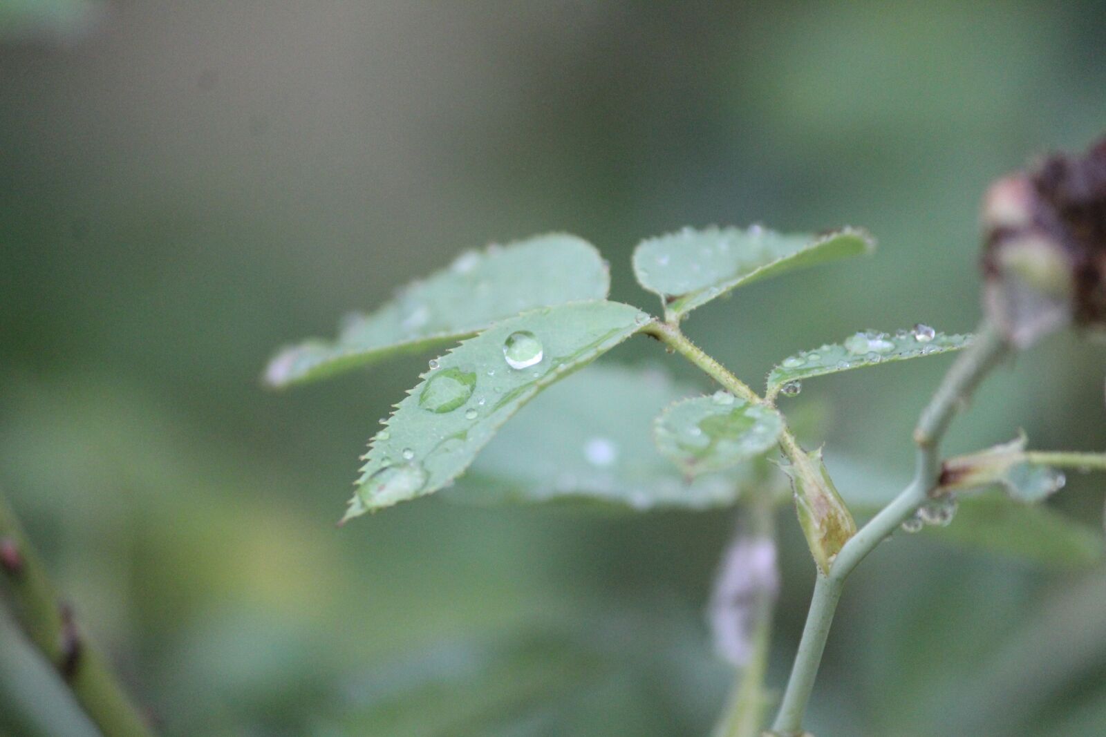Canon EOS 1200D (EOS Rebel T5 / EOS Kiss X70 / EOS Hi) sample photo. Rainy day, rain, plant photography