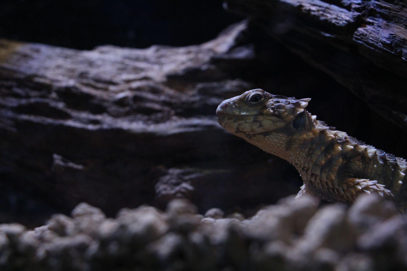 Canon EOS 700D (EOS Rebel T5i / EOS Kiss X7i) + Canon EF-S 18-135mm F3.5-5.6 IS STM sample photo. Reptiles, lizard, darkness photography
