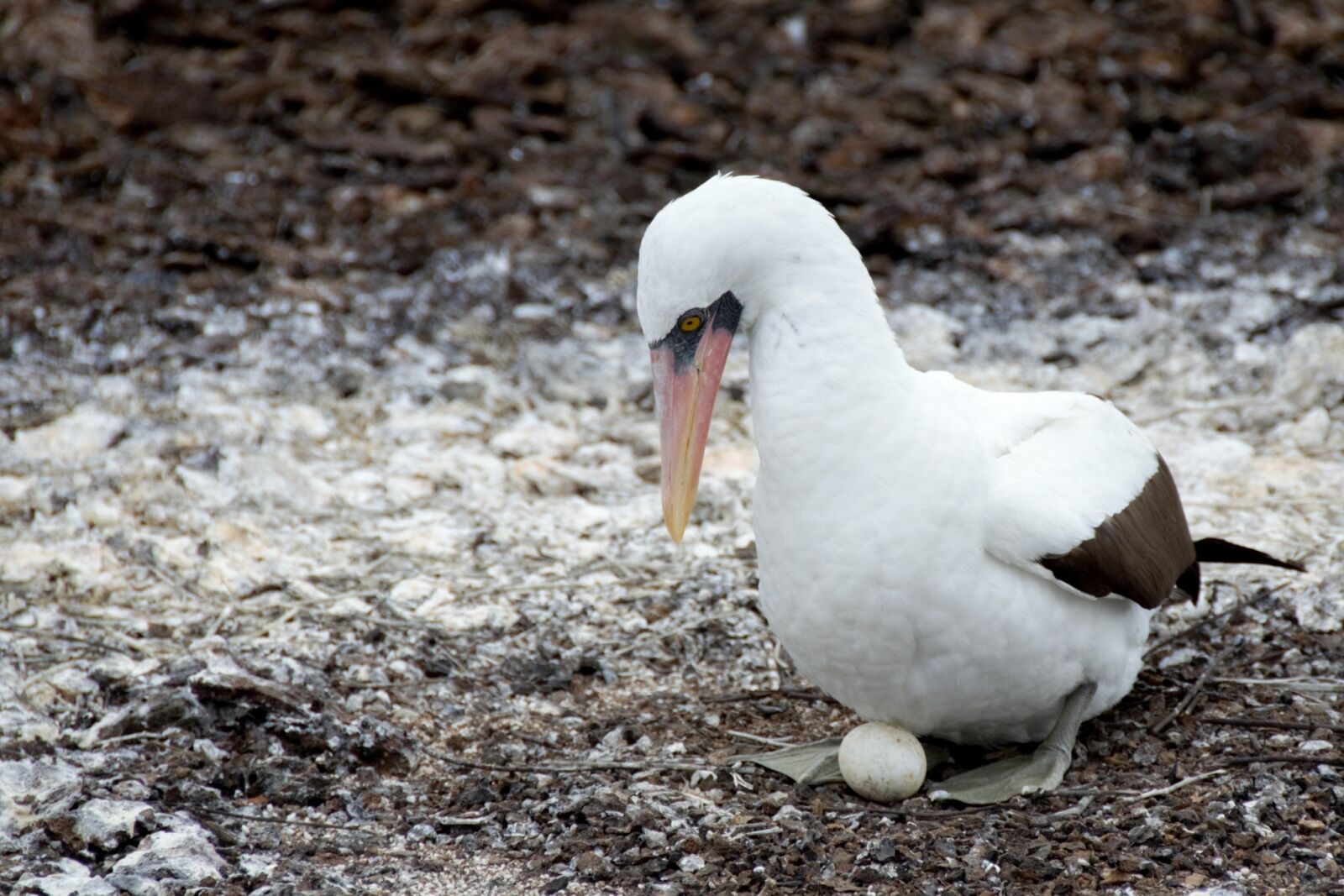 Nikon D5100 sample photo. Nazca booby, booby, bird photography