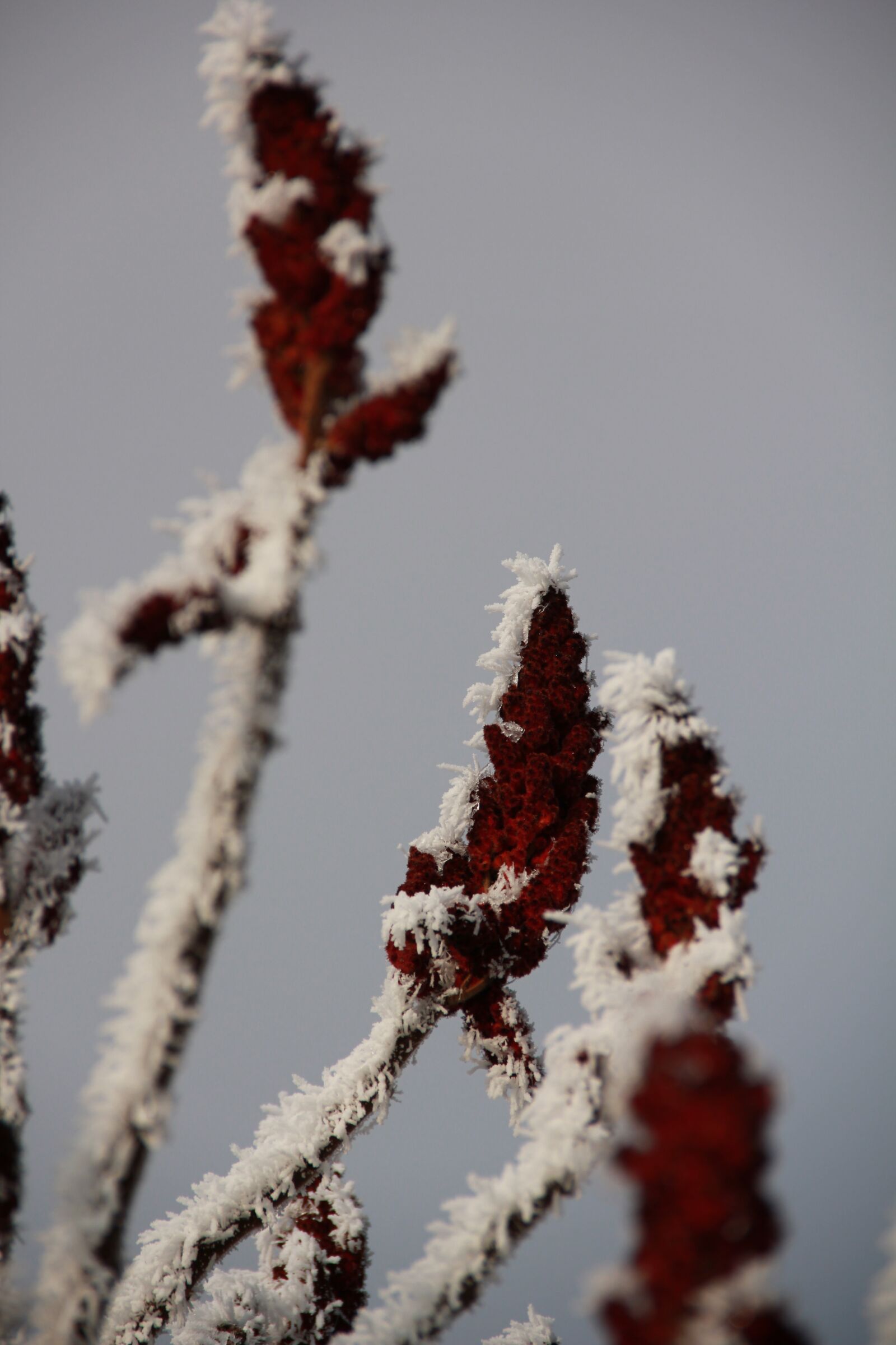 Canon EOS 550D (EOS Rebel T2i / EOS Kiss X4) sample photo. Hoarfrost, winter, plant photography