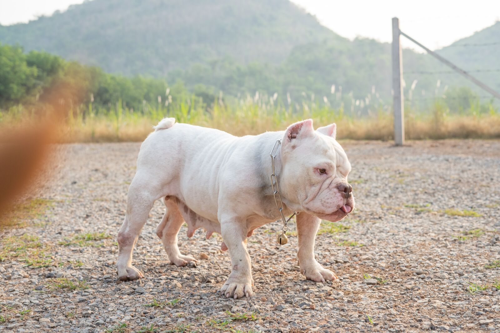 Sony FE 50mm F1.8 sample photo. Bully, pit bull, dog photography