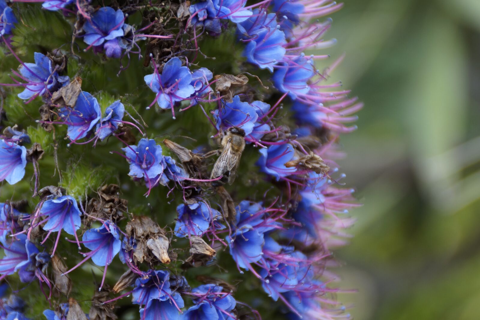 Sony DT 18-200mm F3.5-6.3 sample photo. Nature, flower, plant photography