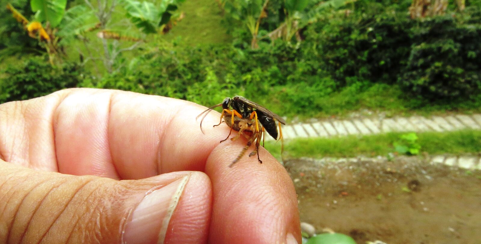 Canon PowerShot SX50 HS sample photo. Nature, insects, wasp photography