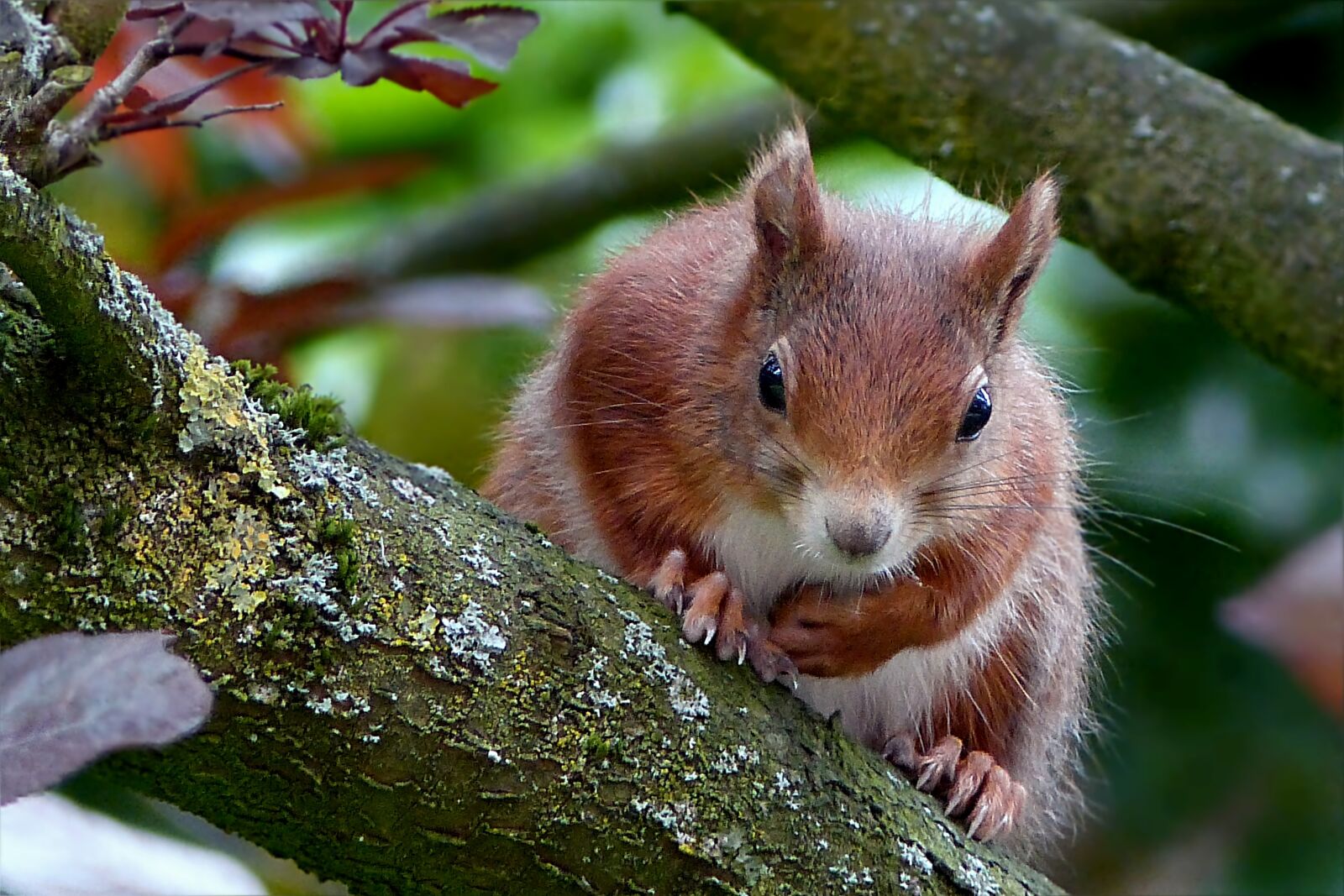 Panasonic Lumix DMC-FZ200 sample photo. Animal, rodent, squirrel photography