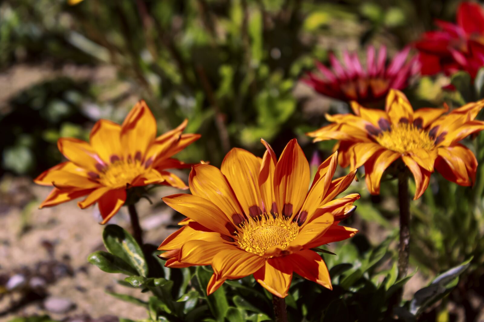 Canon EOS 700D (EOS Rebel T5i / EOS Kiss X7i) sample photo. Flower, color, orange photography