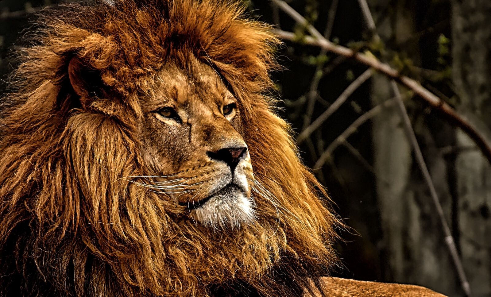 Nikon D7200 sample photo. Lion, predator, dangerous photography