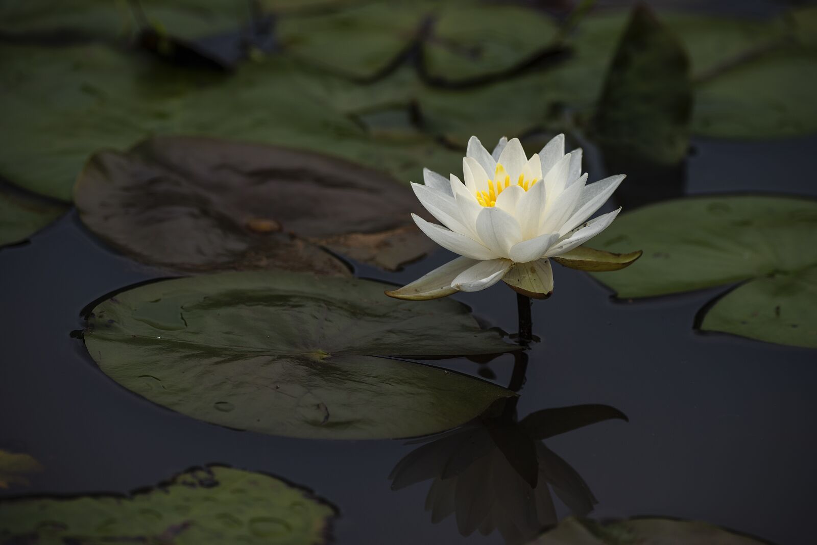 Nikon D810 sample photo. Flower, pink, lotus photography