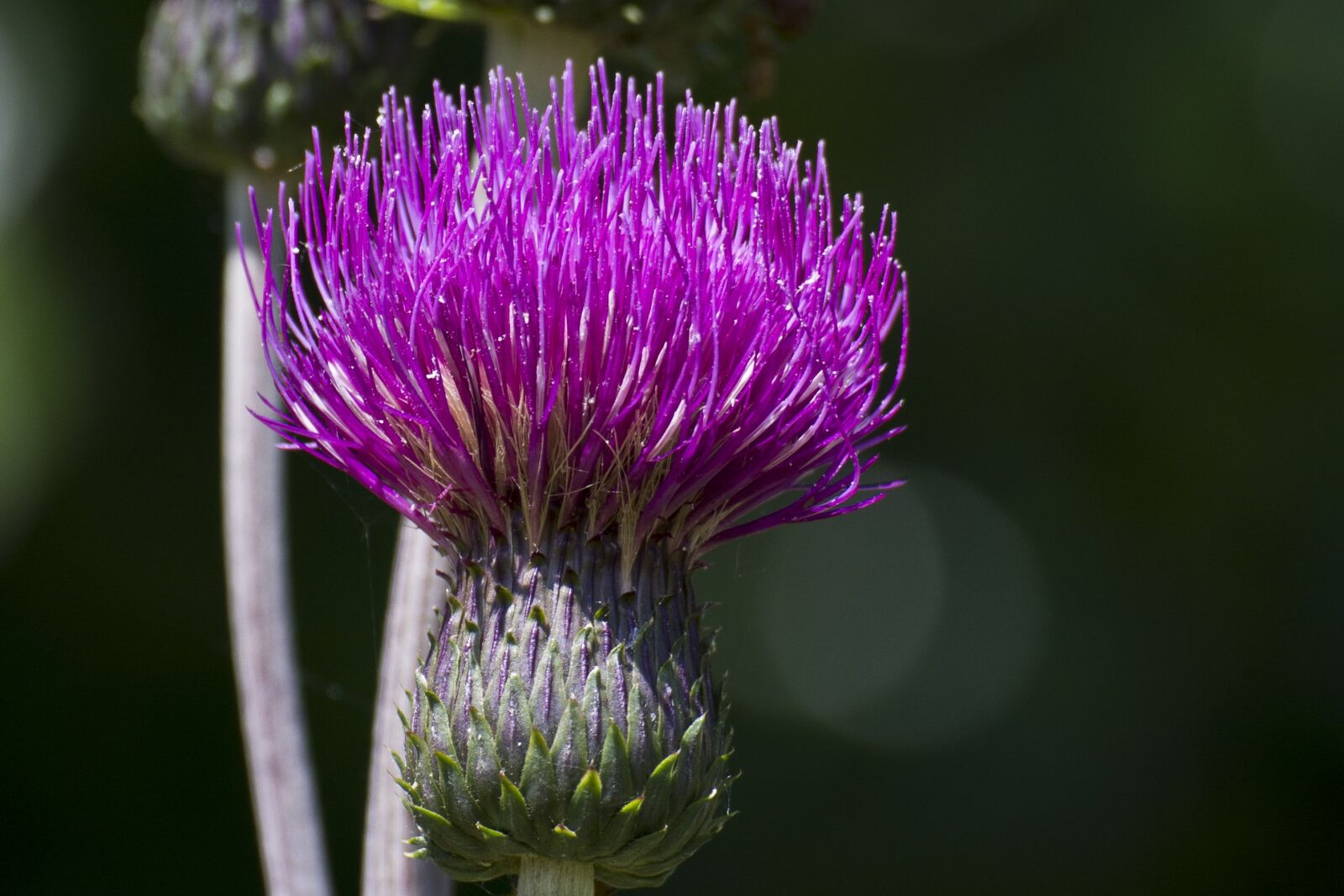 Canon EOS 7D sample photo. Purple, flower, thistle photography