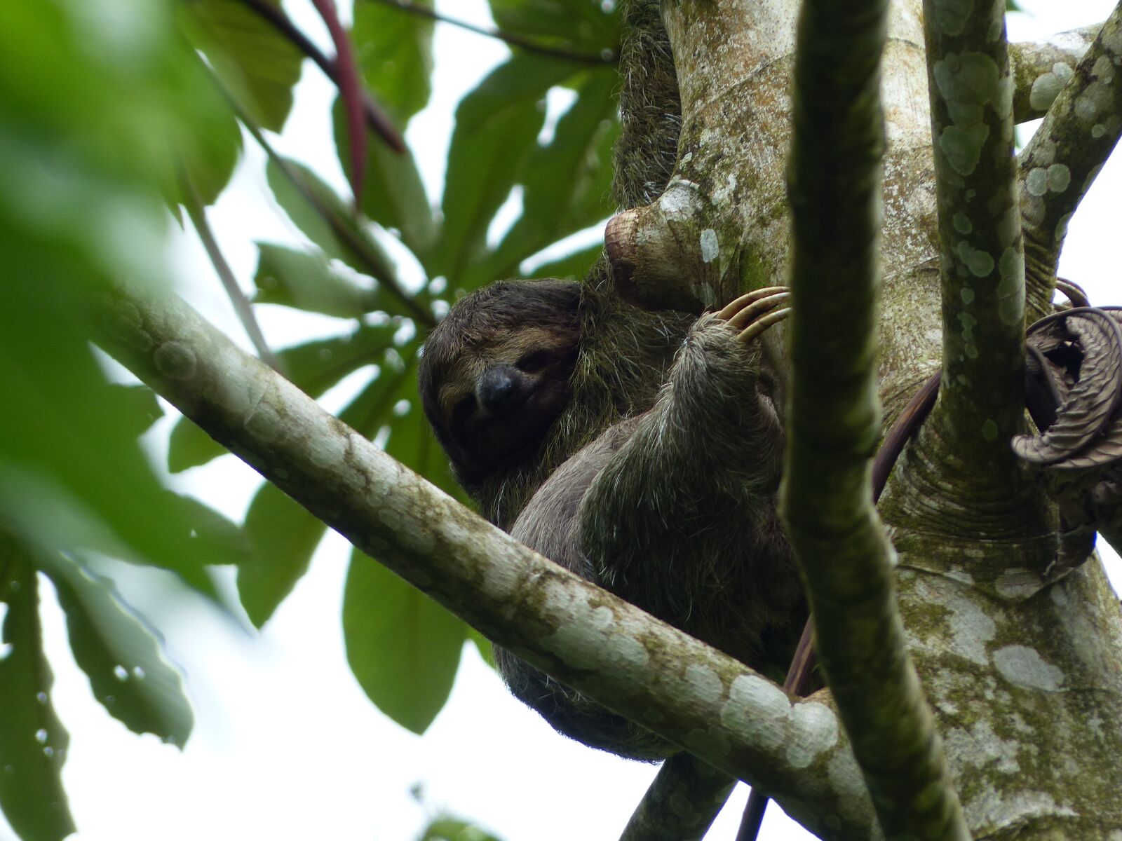 Panasonic Lumix DMC-FZ200 sample photo. Sloth, tree, animal photography