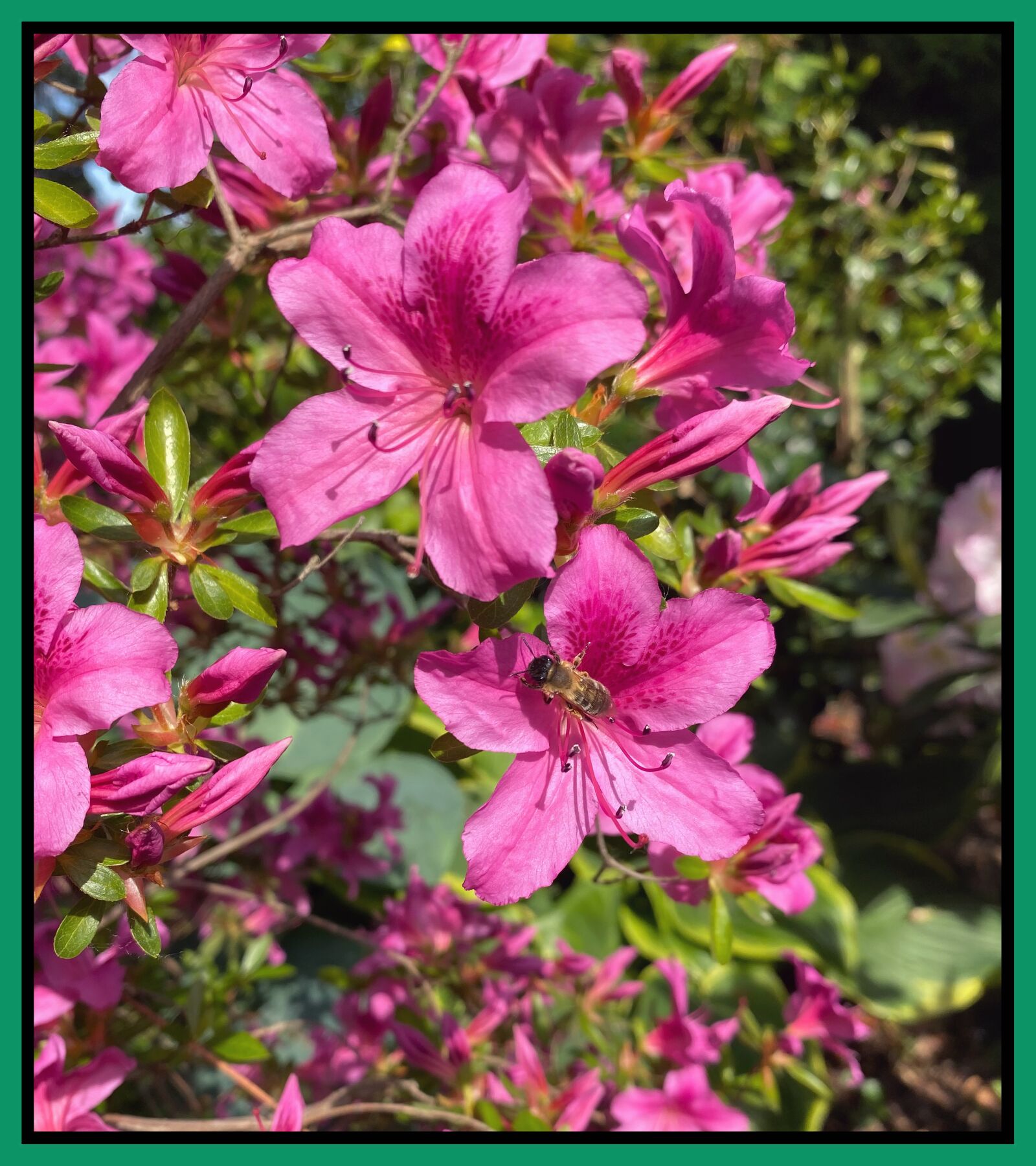 Apple iPhone 11 sample photo. Bee, insect, honey photography