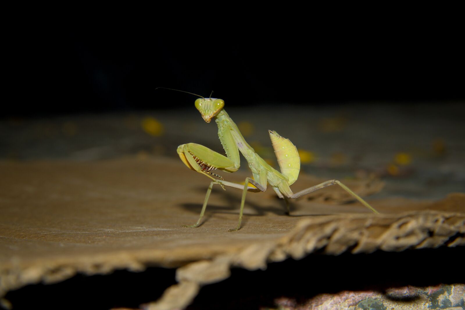Canon EOS 60D sample photo. Mantis, photography, good look photography