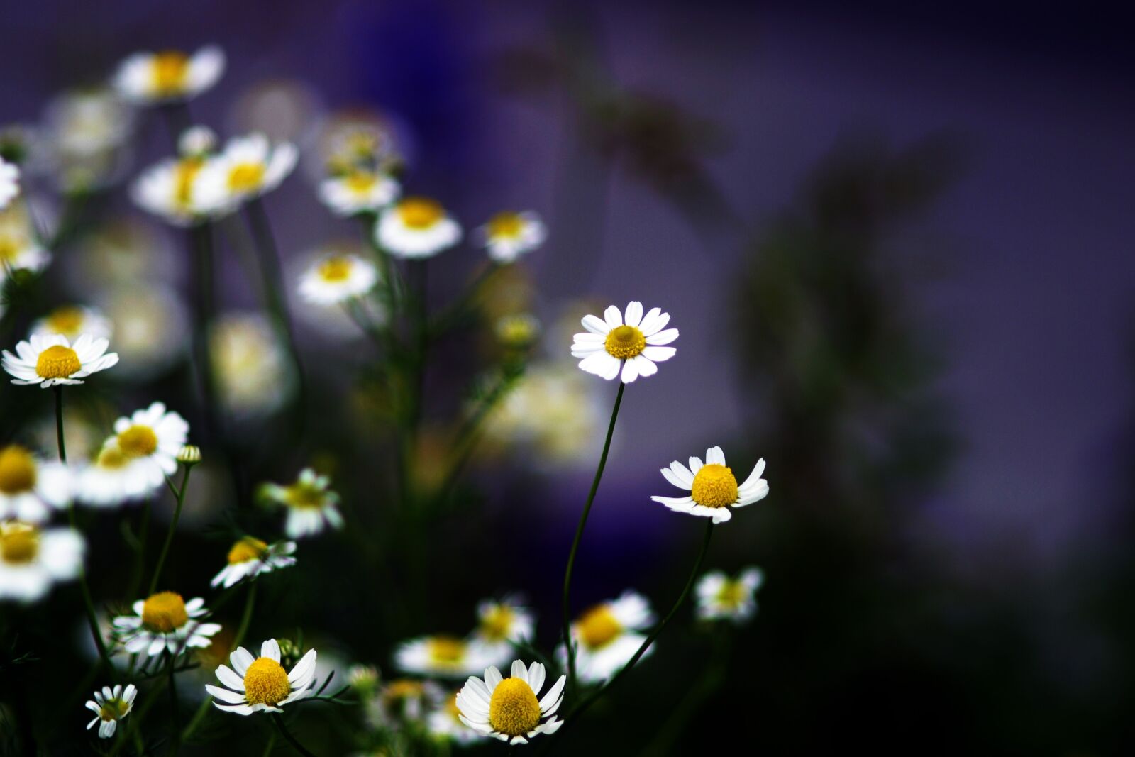 Canon EOS D60 sample photo. Flower, flowers, wild flower photography
