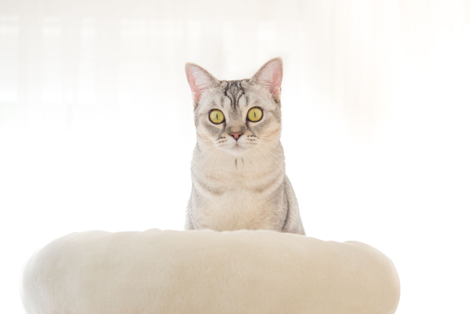 Nikon D600 sample photo. Cat, face, angry photography