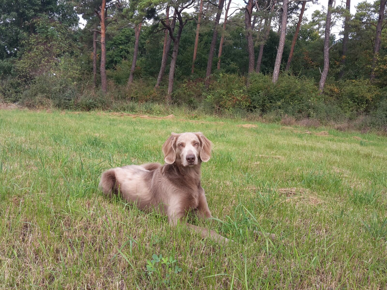 Samsung Galaxy S5 Mini sample photo. Dog, weimaraner, meadow photography