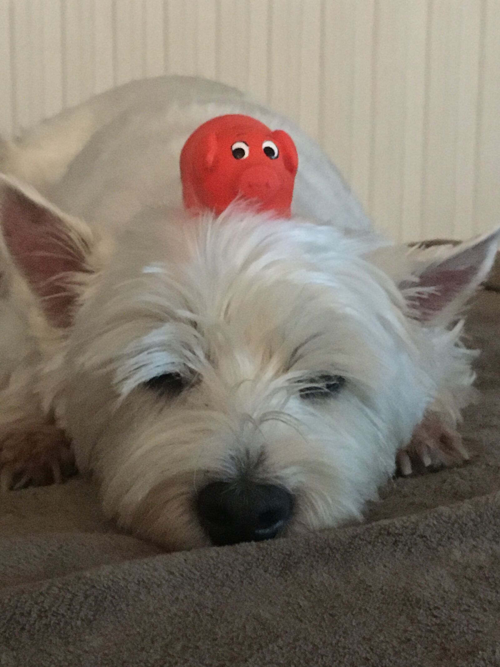 Apple iPhone 6s sample photo. Dog, west, terrier photography