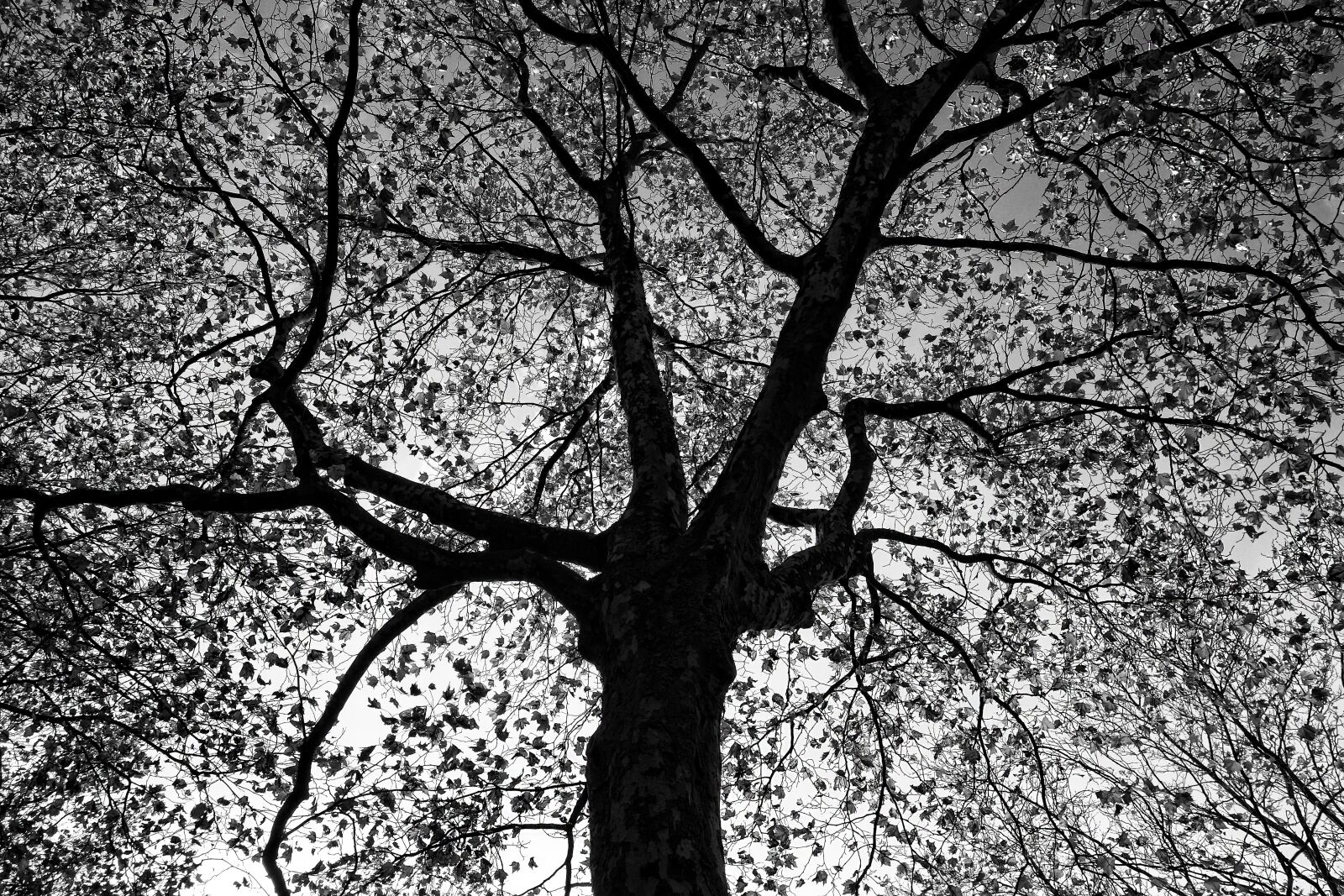 Sony Cyber-shot DSC-RX100 sample photo. Tree, tree top, branches photography