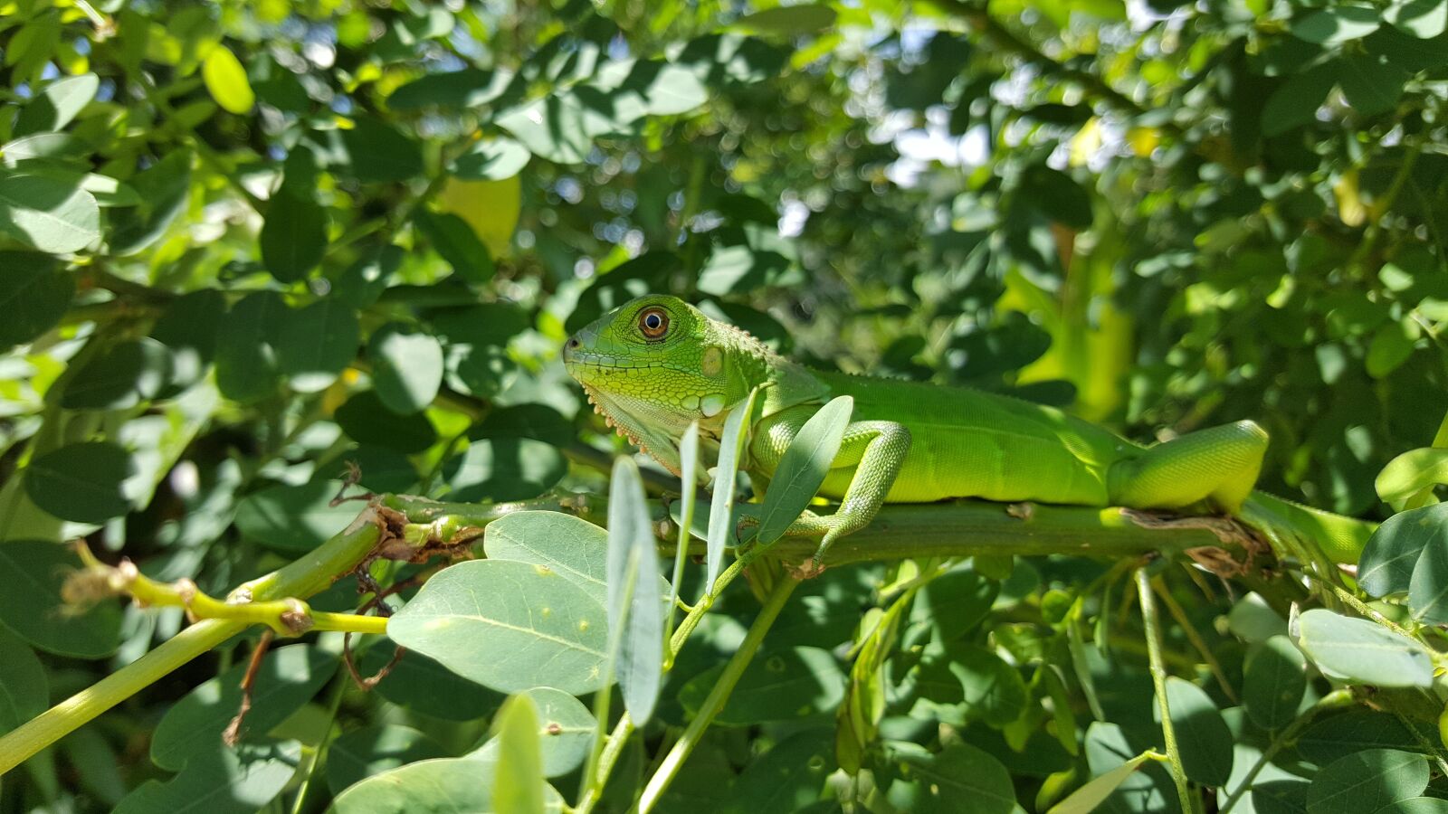 Samsung Galaxy S6 sample photo. Nature, wild, animals photography