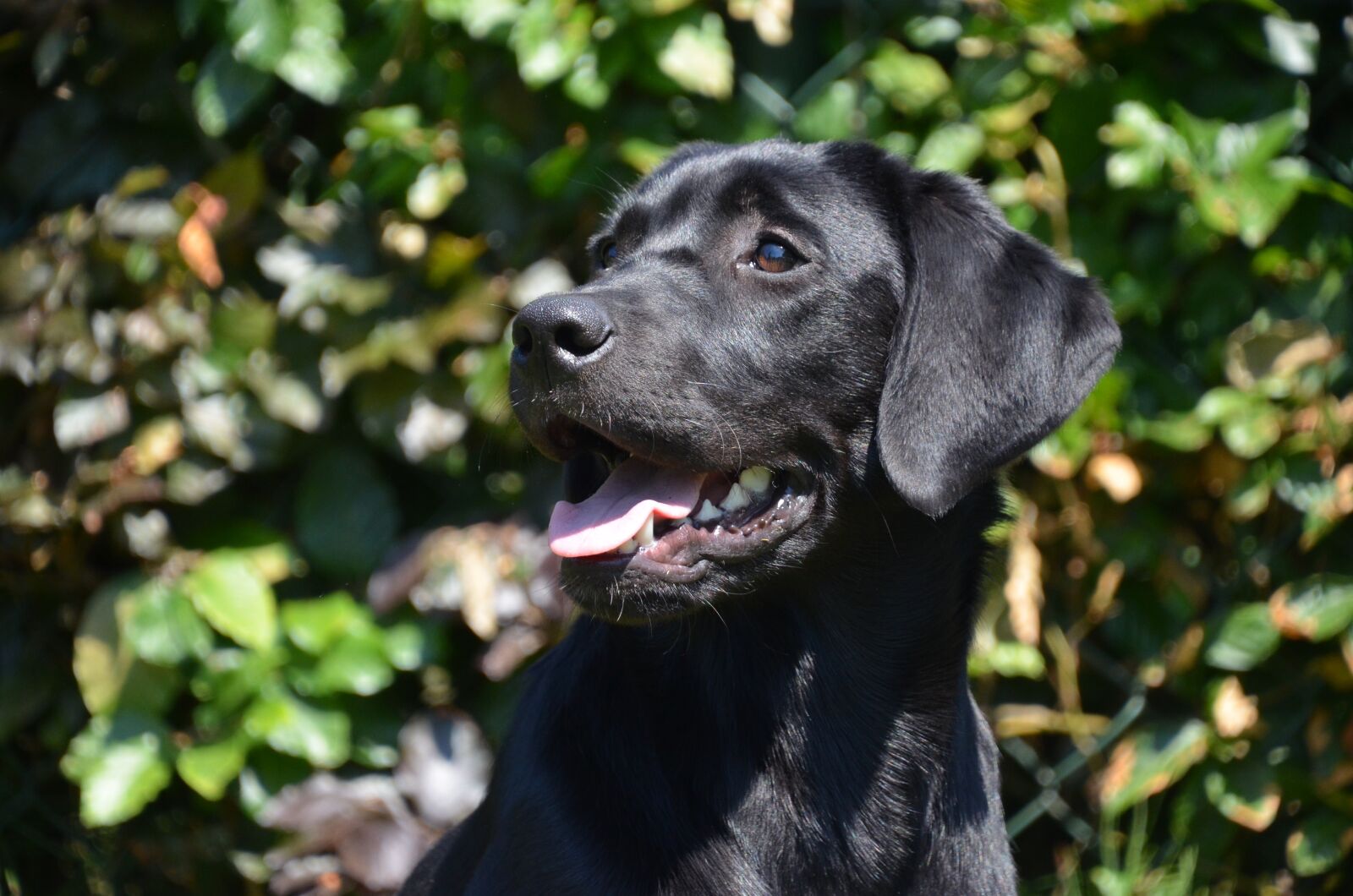 Nikon D5100 sample photo. Black, lab, happy photography