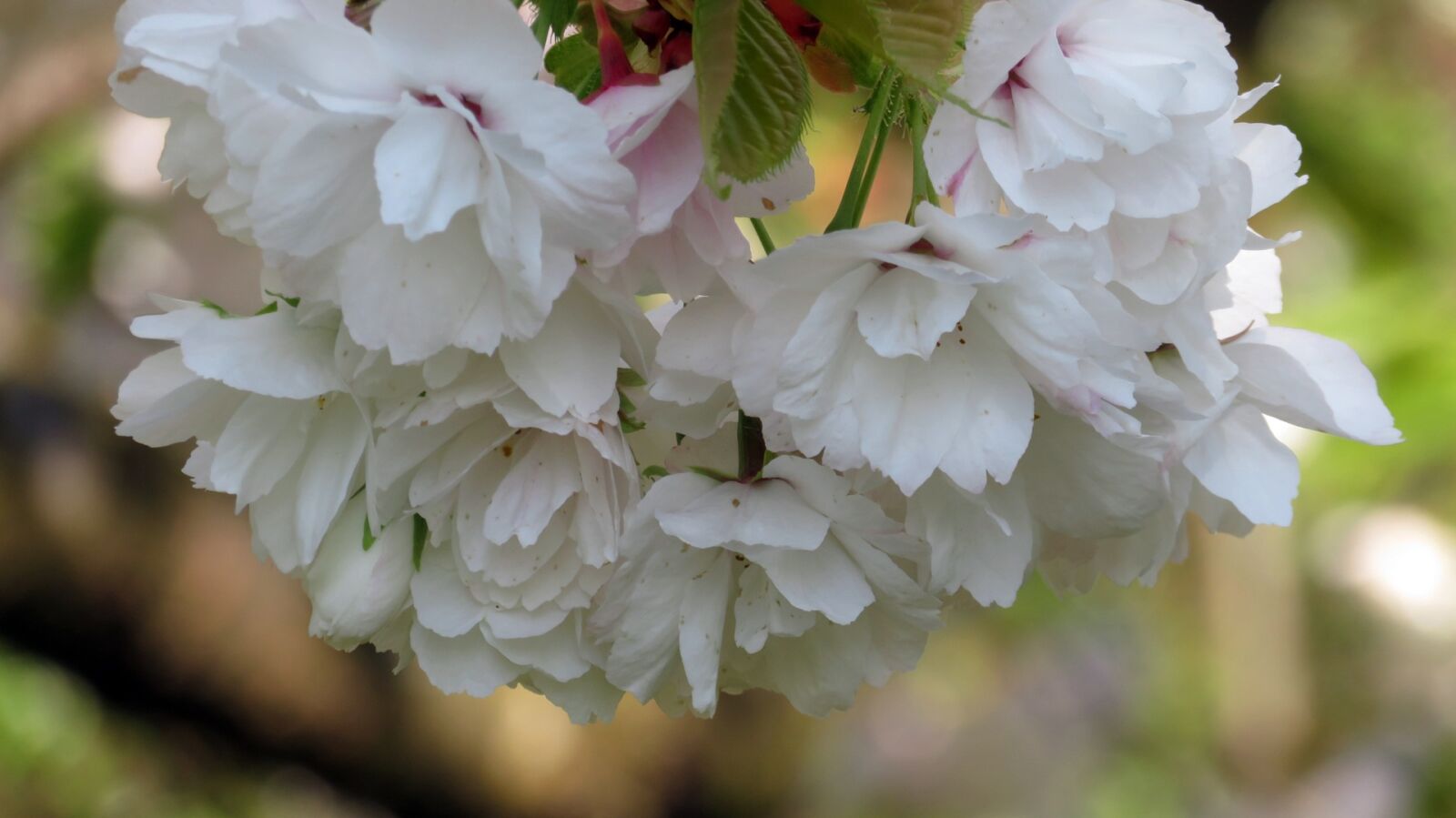 Canon PowerShot SX720 HS sample photo. Nature, spring, bloom photography