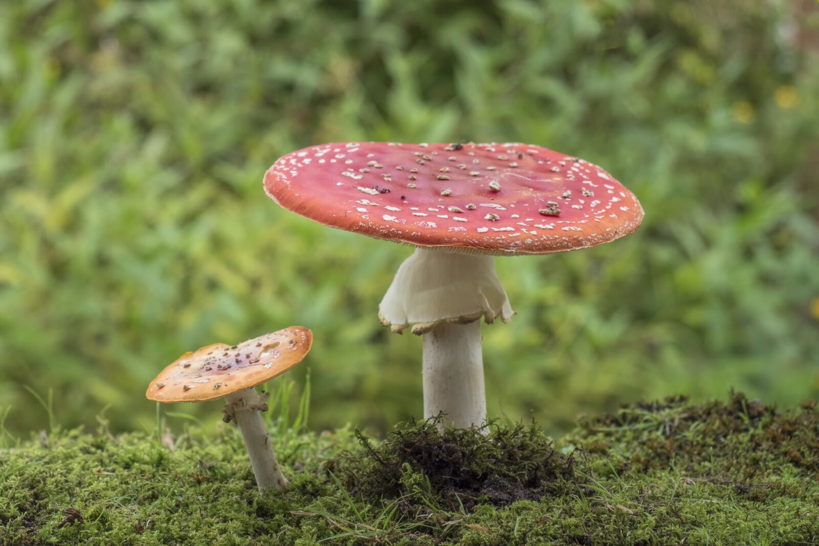 Olympus OM-D E-M5 II + Olympus M.Zuiko Digital ED 12-40mm F2.8 Pro sample photo. Matryoshka, red fly agaric photography