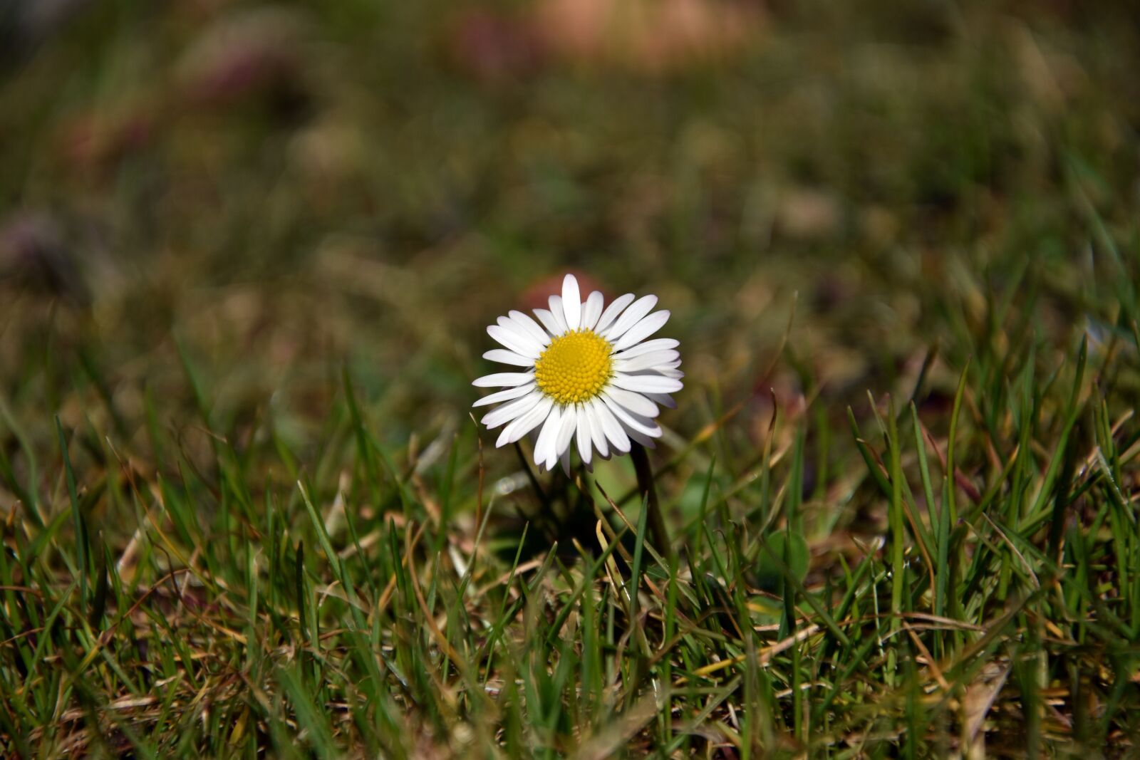 Nikon D3400 sample photo. Nature, grass, plant photography