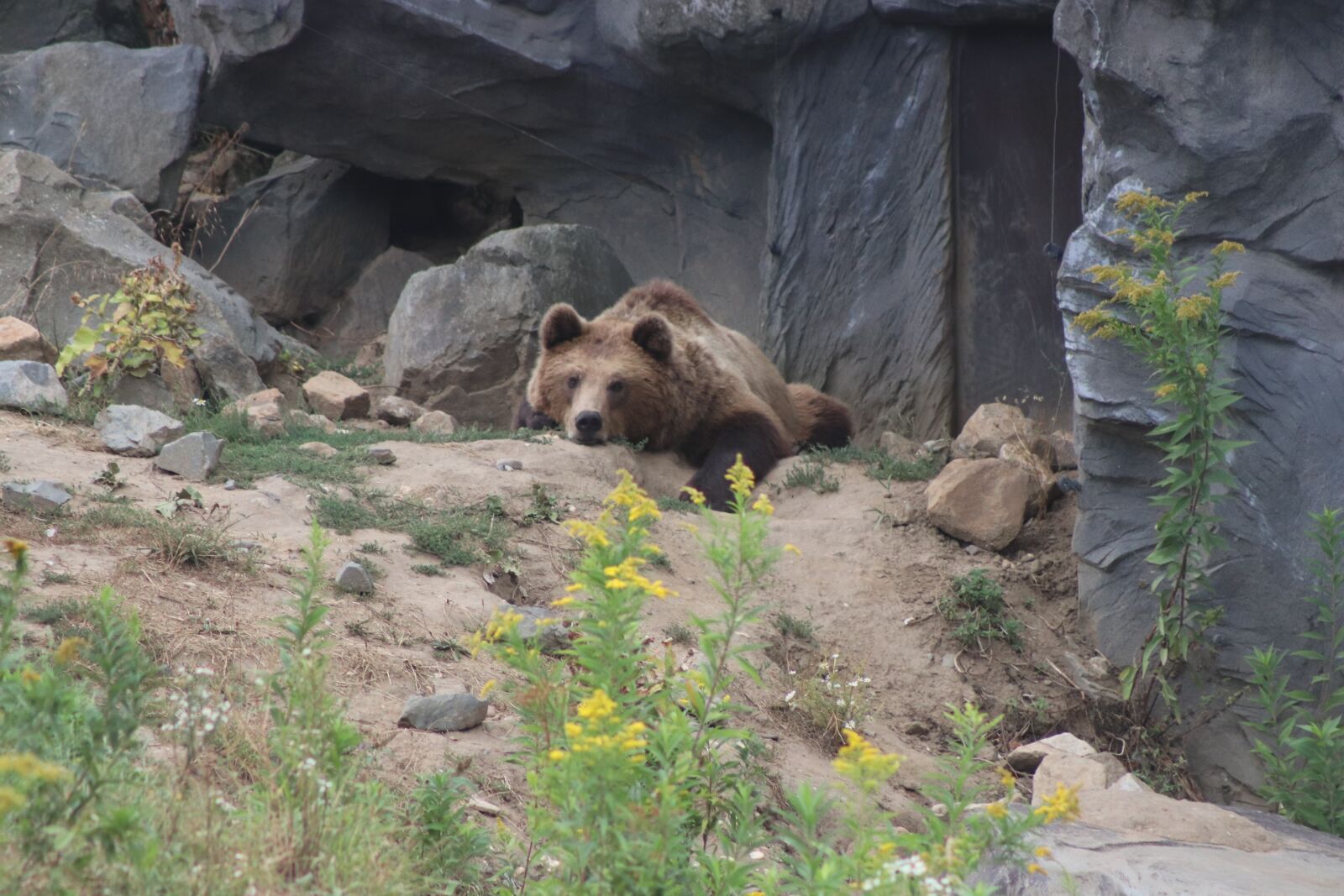 Canon EF75-300mm f/4-5.6 sample photo. Bear, zoo, nature photography