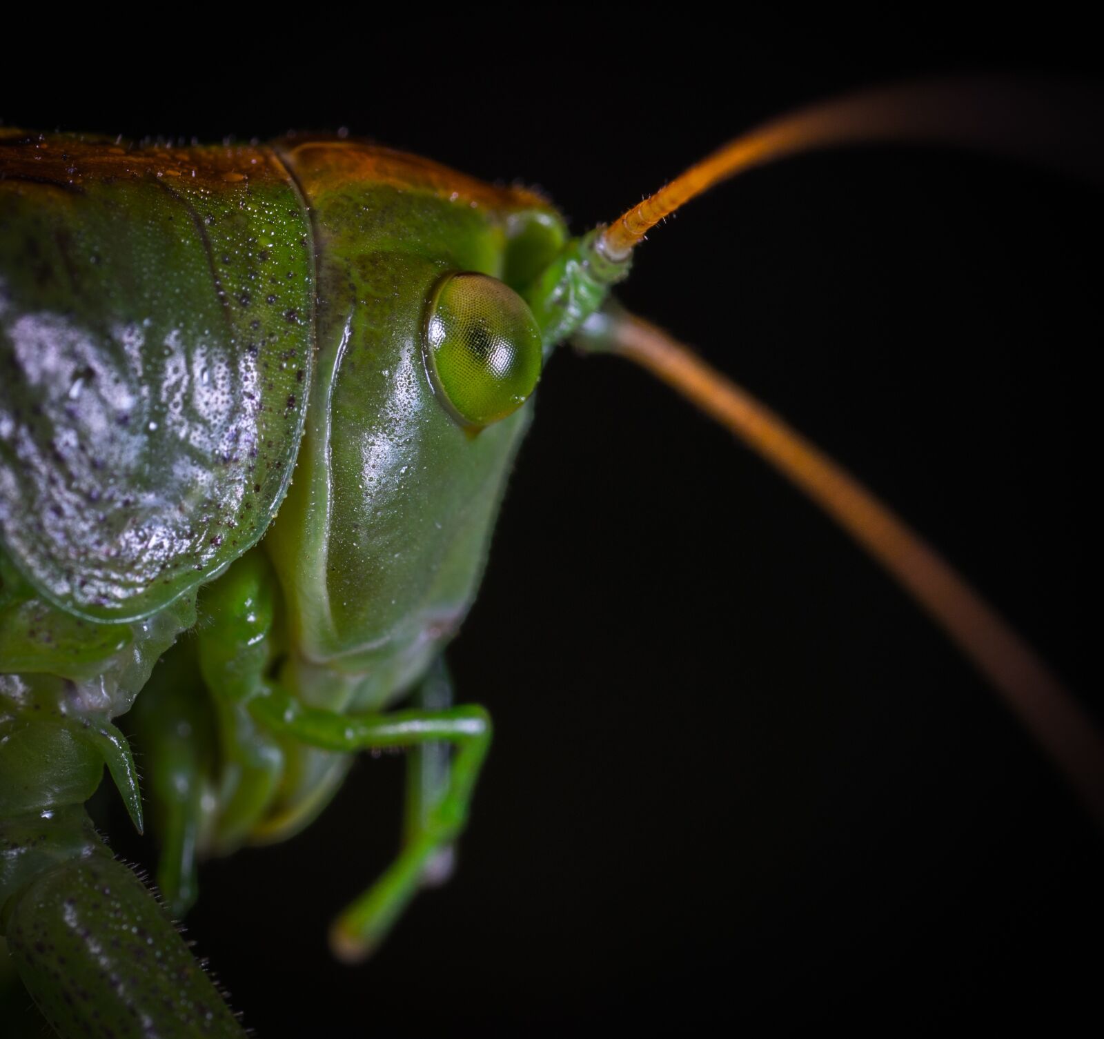 #124 65/2.8 sample photo. Insect, bespozvonochnoe, mustache photography