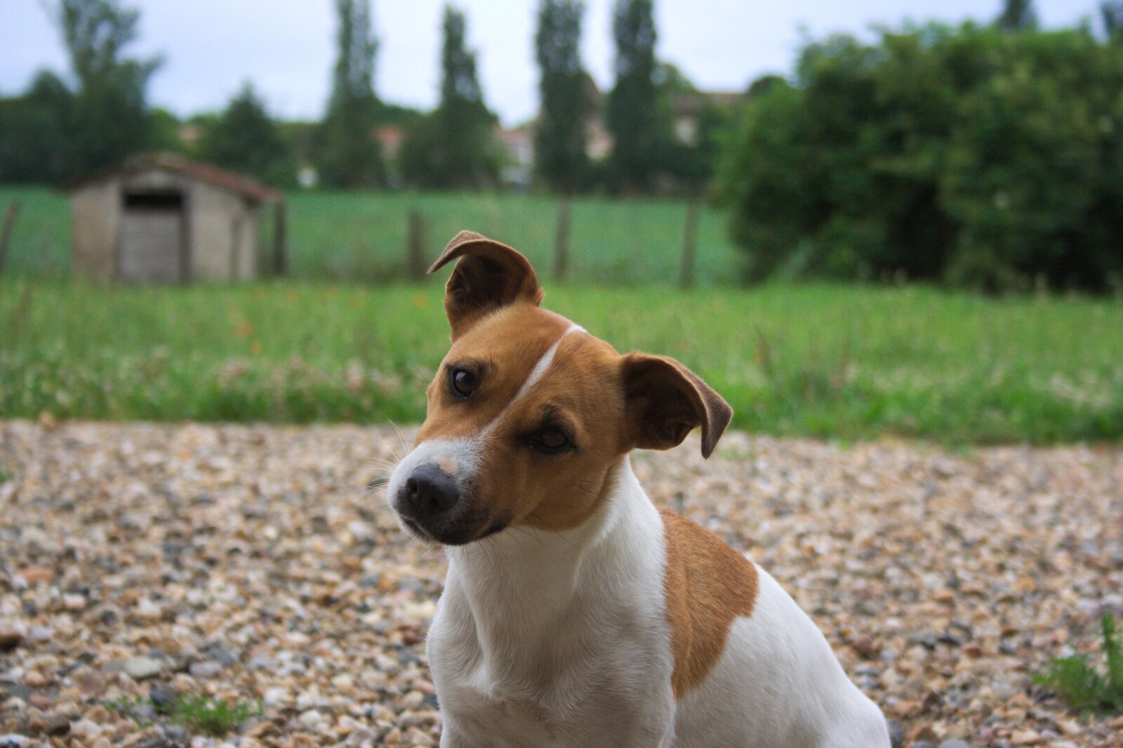 Canon EOS 350D (EOS Digital Rebel XT / EOS Kiss Digital N) sample photo. Dog, jack russel, crazy photography