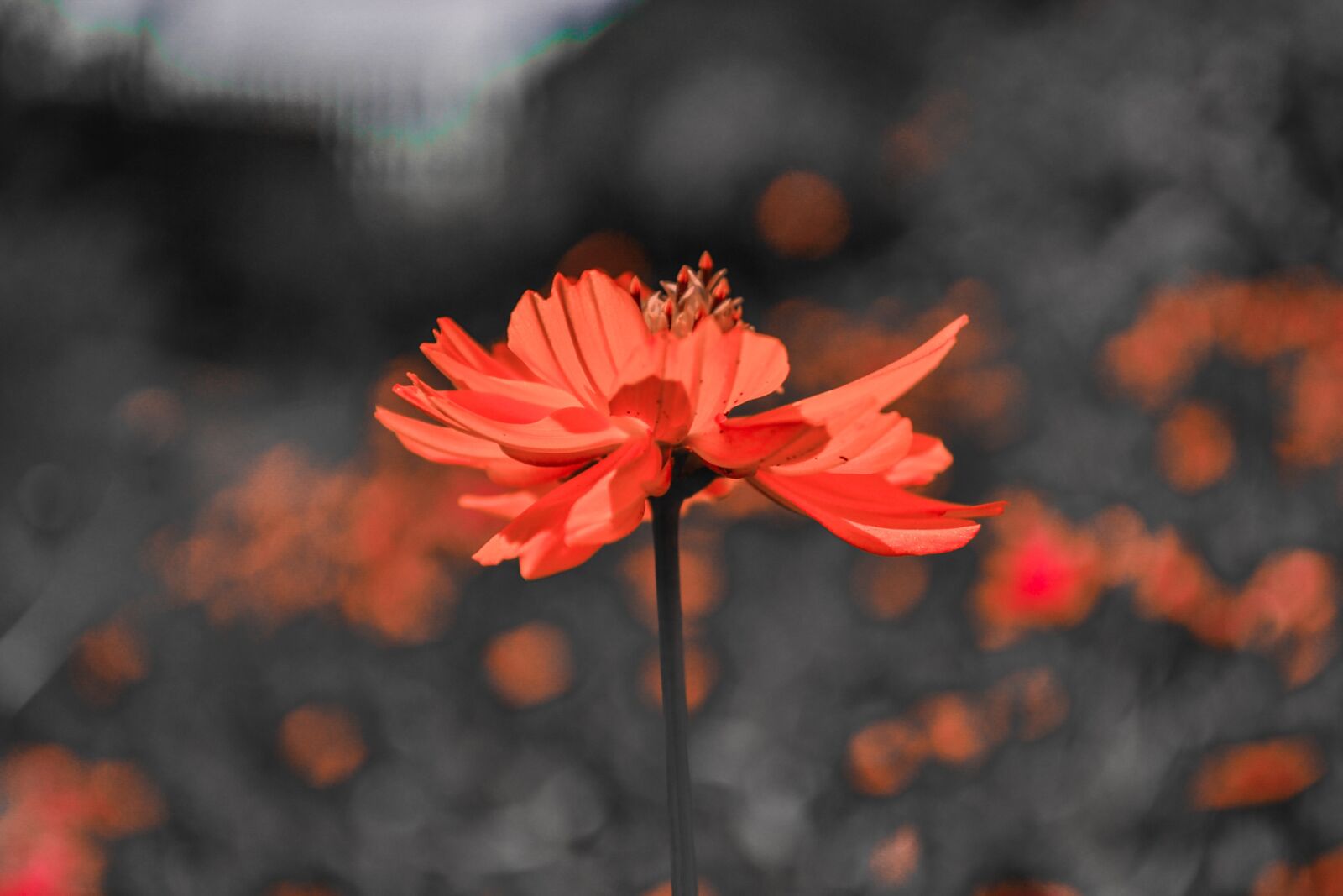 Nikon D3100 sample photo. Summer, flower, nature photography