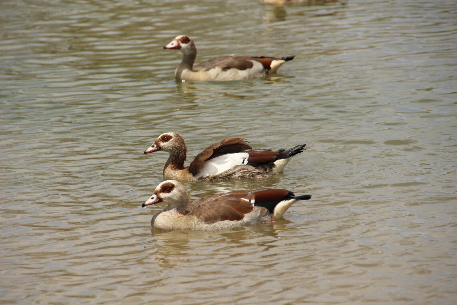 Canon EOS 650D (EOS Rebel T4i / EOS Kiss X6i) sample photo. Duck, bird, water photography