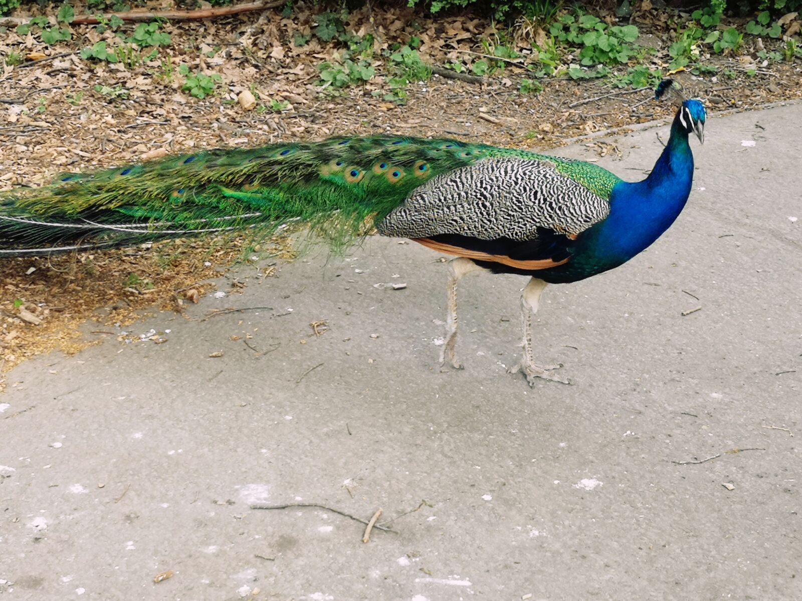HUAWEI P20 sample photo. Peacock, bird, feather photography