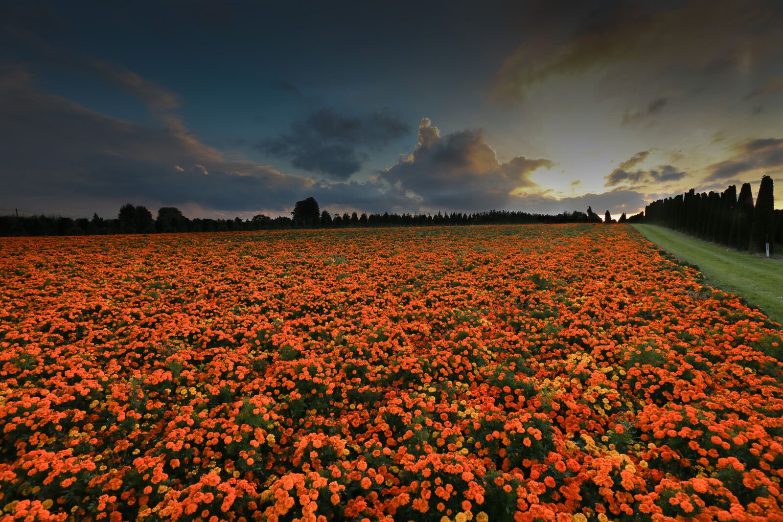 Canon EF 16-35mm F4L IS USM sample photo. Flowers, abendstimmung, marigold photography