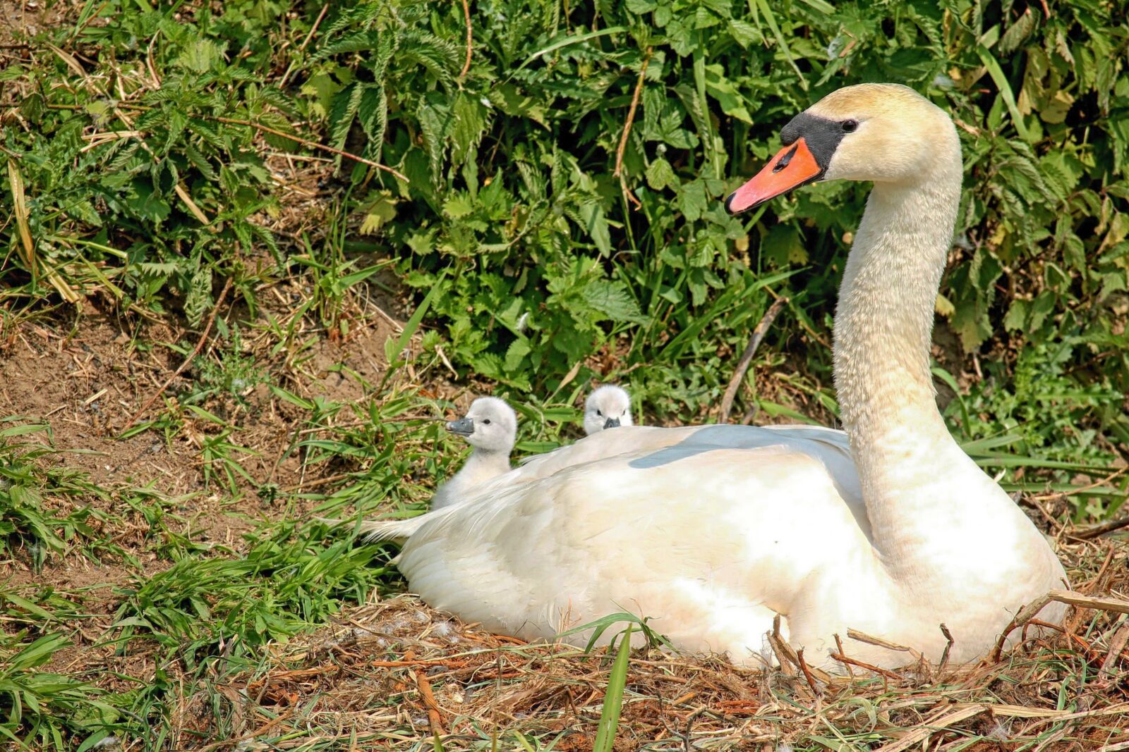 Canon EF-S 55-250mm F4-5.6 IS STM sample photo. Swan, baby swans, waterfowl photography