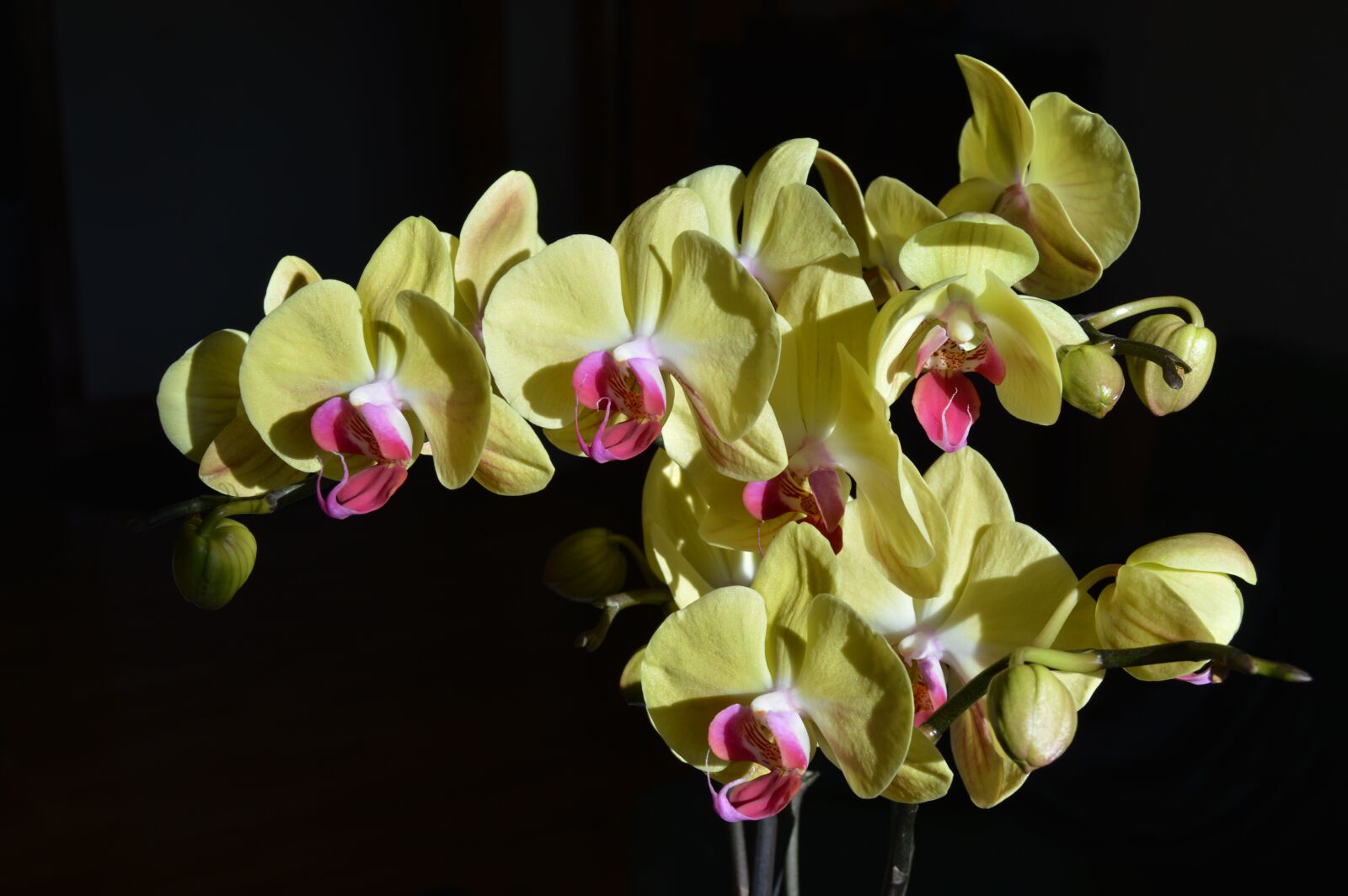 Nikon D3200 sample photo. Flower, orchid, petal photography