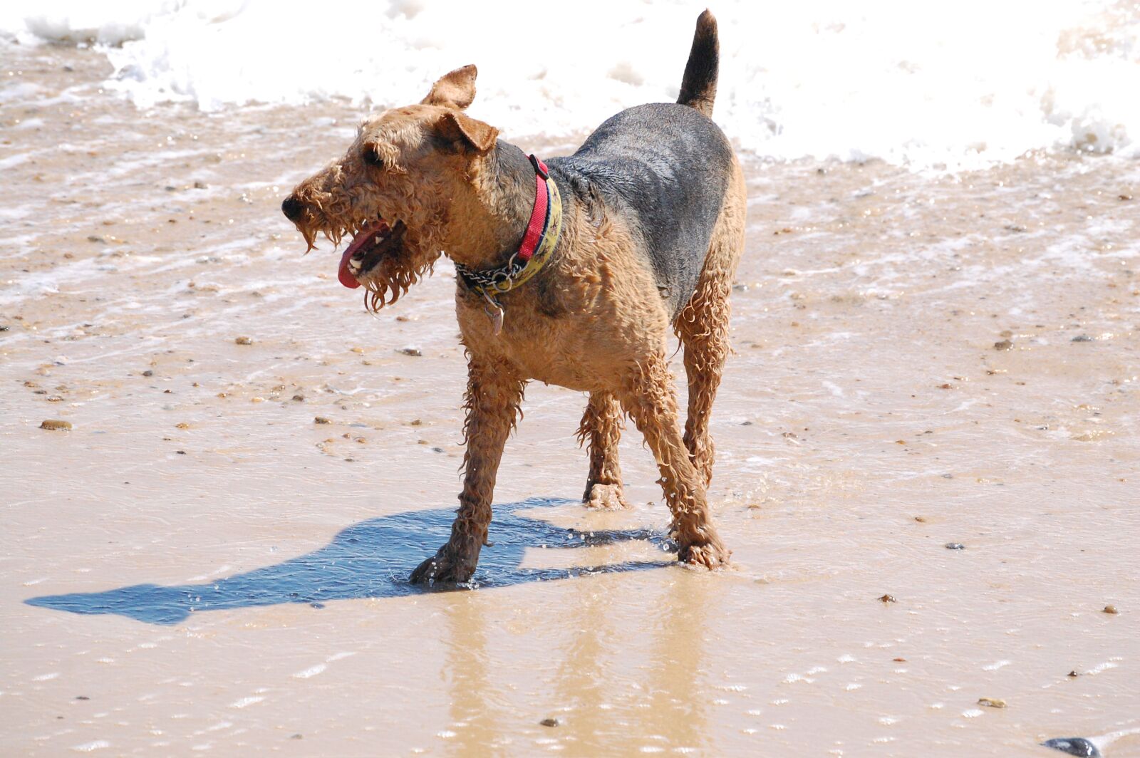 Nikon D40 sample photo. Airedale, terrier, swim photography