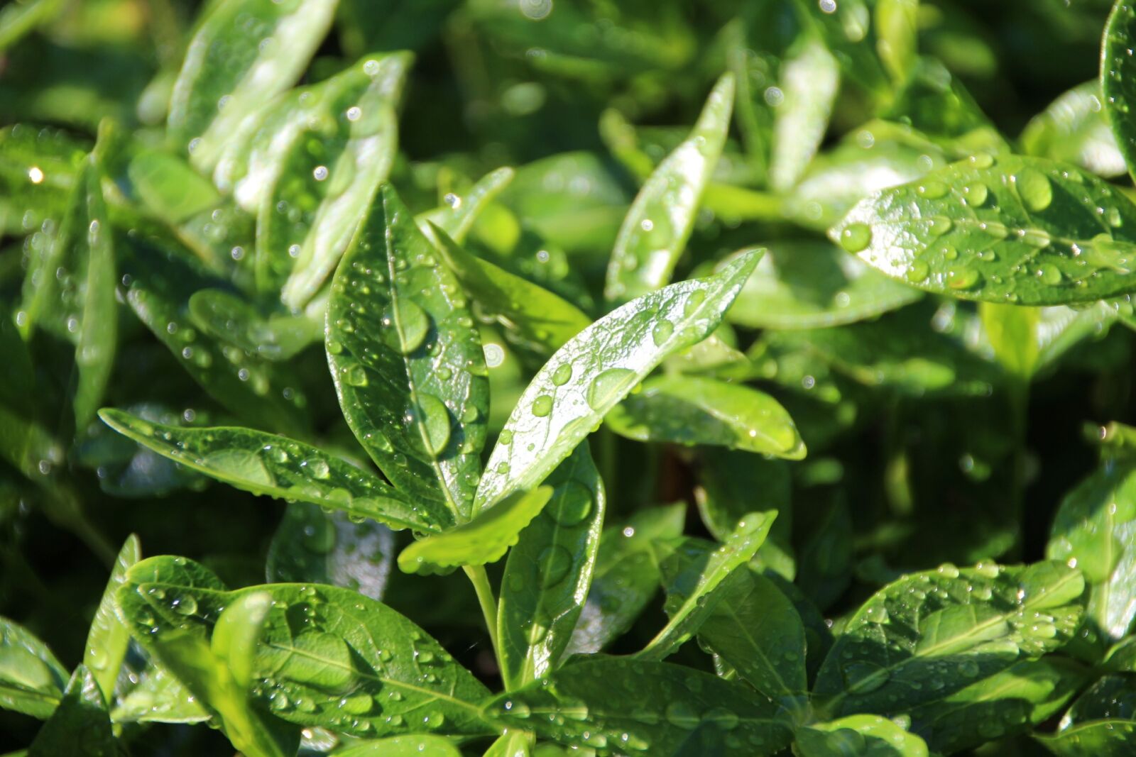 Canon EOS 1300D (EOS Rebel T6 / EOS Kiss X80) sample photo. Water, raindrop, leaves photography